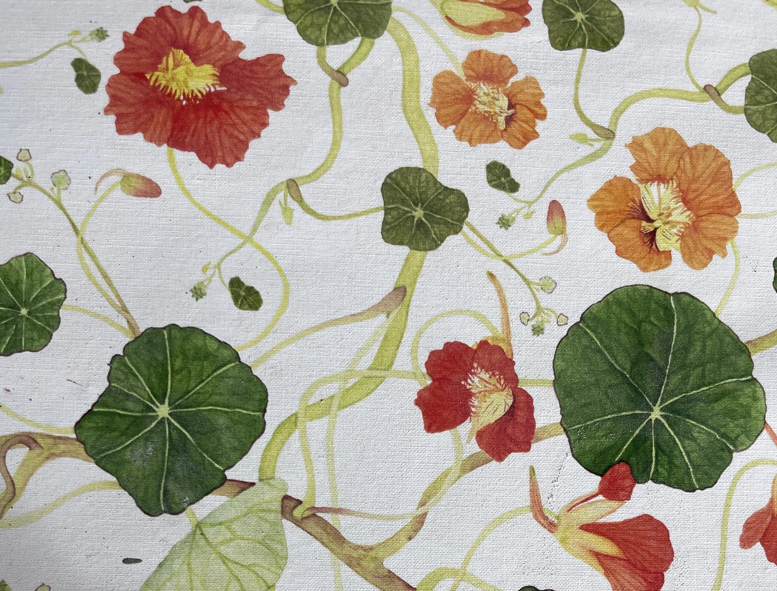 Close-up of colorful nasturtium flowers with red and orange petals and rounded green leaves on a white background.