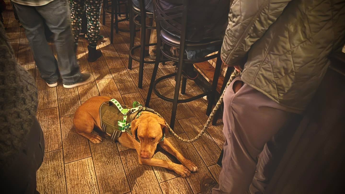 When the pub is packed but you still find your spot 🍀🐾

St. Patrick&rsquo;s Day at Shamrock Irons is in full swing!

#ShamrockIrons #StPatricksDay #AVL #AshevilleNC #IrishPub #PubLife #DogFriendly #Slainte #828IsGreat #LiveMusic #DowntownAsheville 
