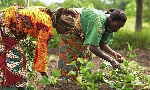 Mahama Urges Formal Workers to Consider Farming