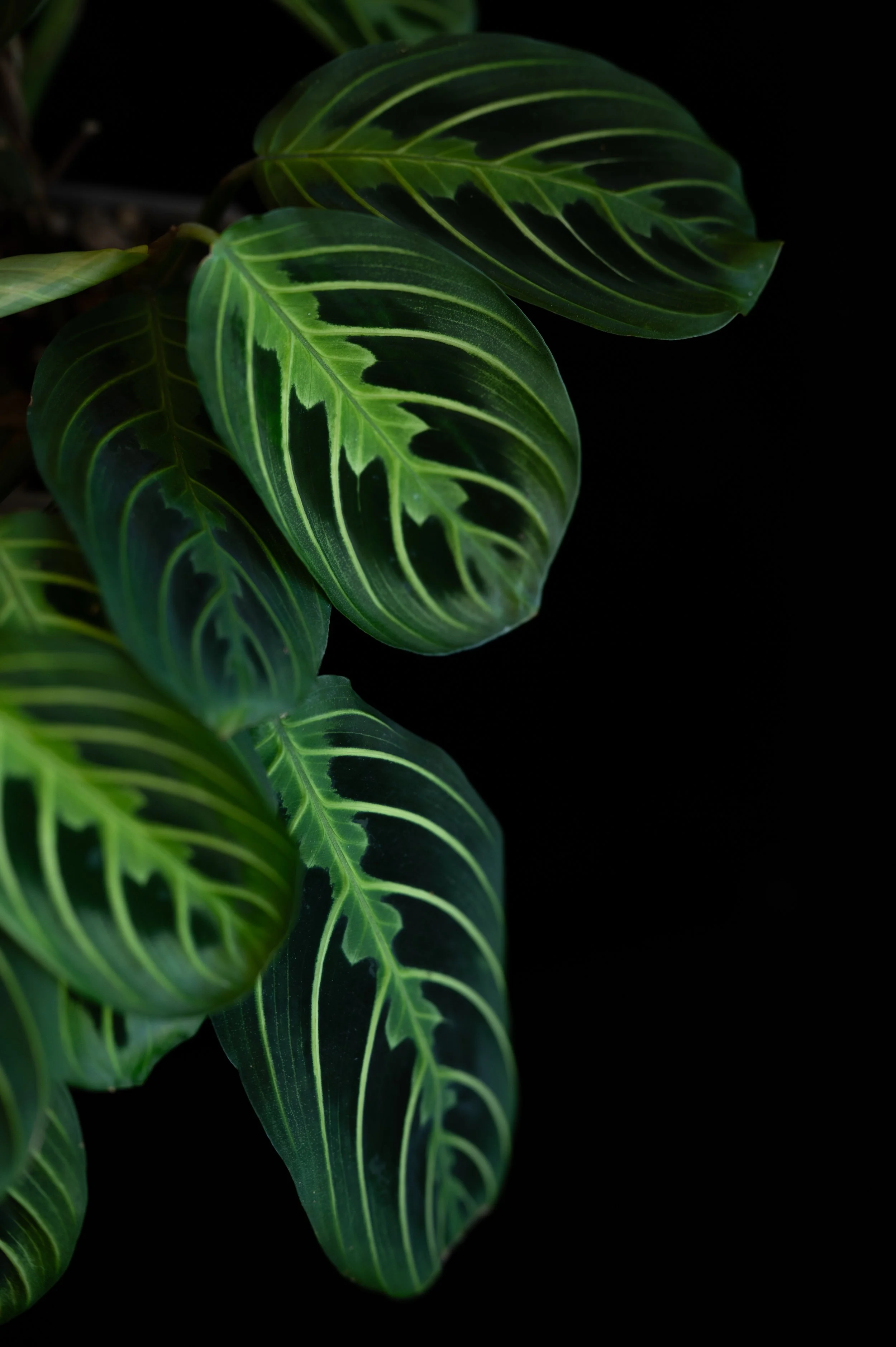 Close-up of green leaves with prominent light-colored veins on a dark background, lemon lime maranta