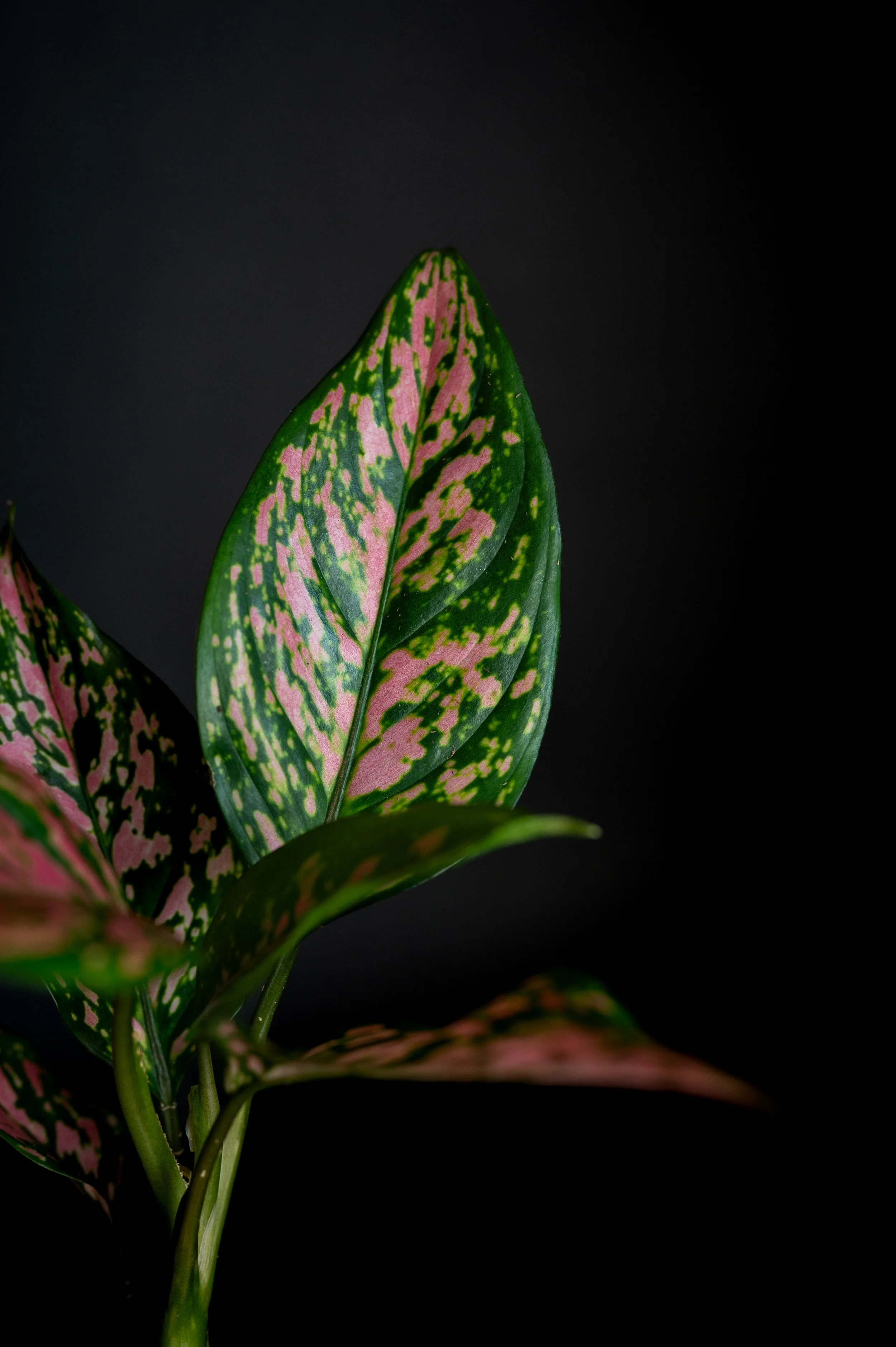 Close-up of pink and green variegated houseplant leaves against a black background, lady valentine aglaonema, plant photography, pink variegation