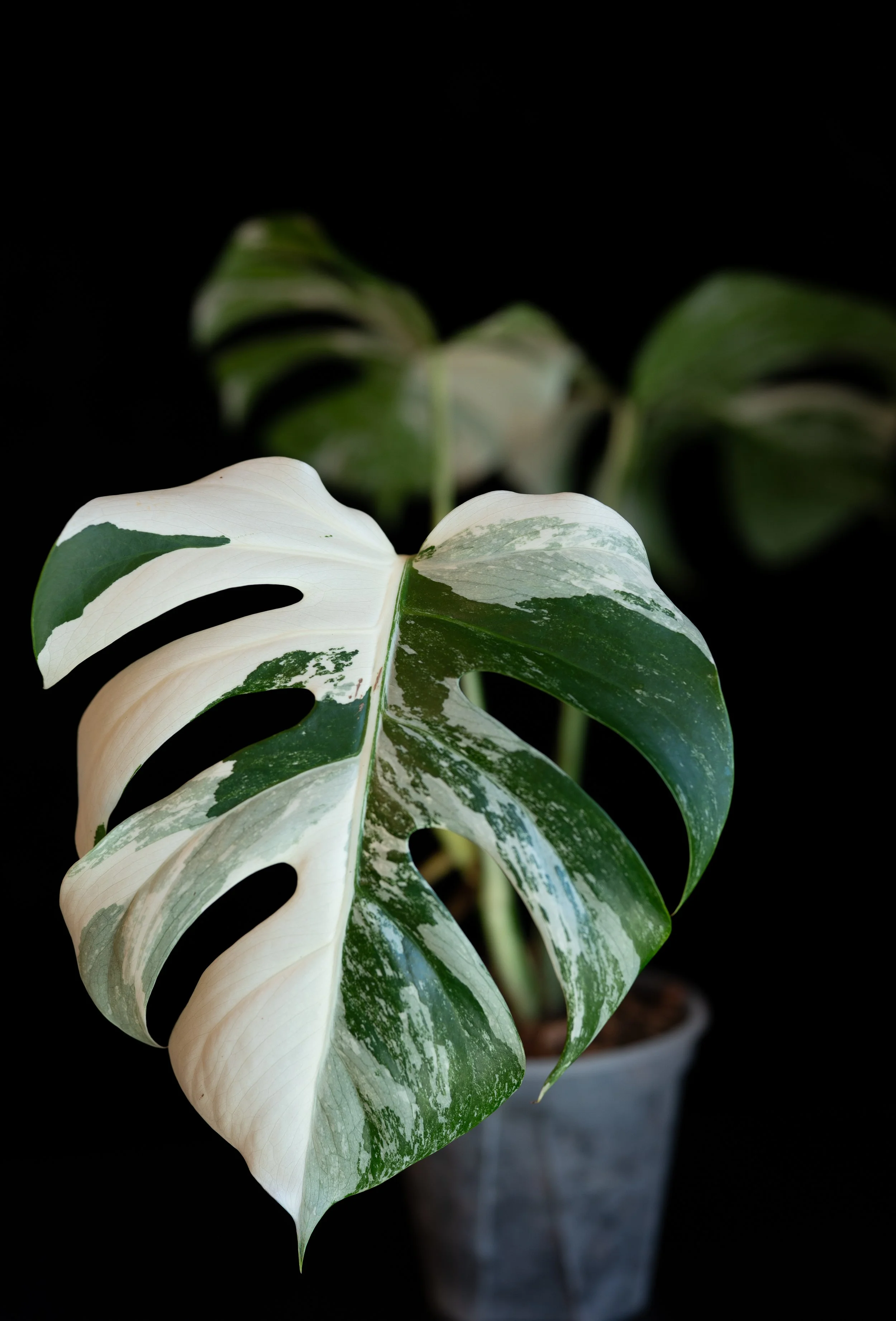 Variegated Monstera plant with green and white leaves in a pot against a black background, rare plants, albo monstera