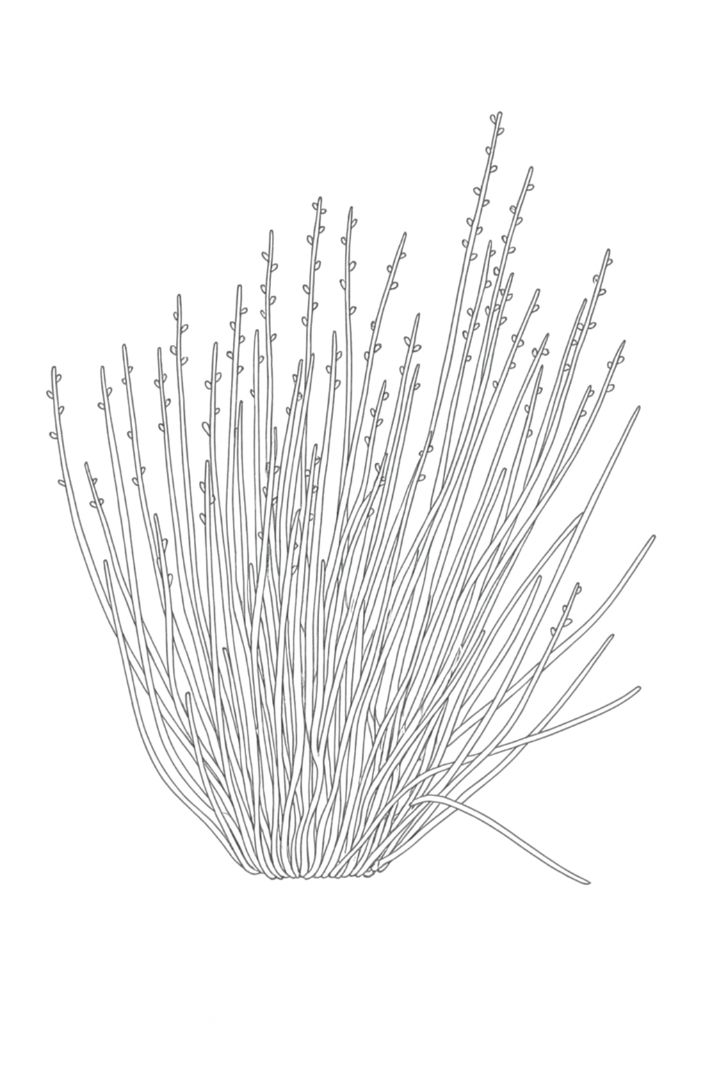 Line drawing of a bundle of thin, straight plant stems or twigs, some with small buds along their length, fanning out from a common base.
