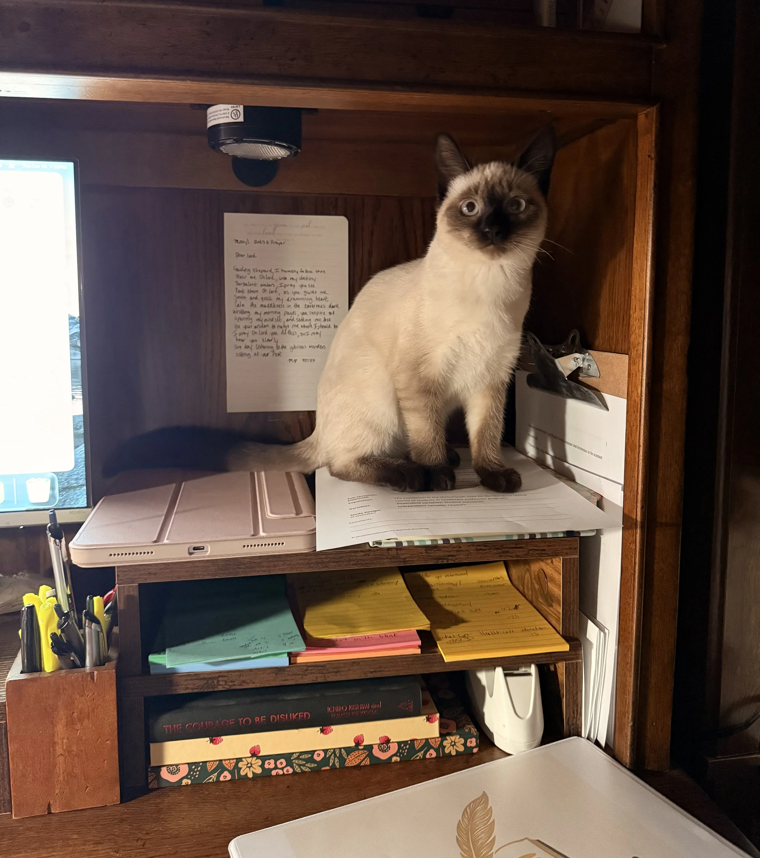 Afina, a  Siamese cat, sits on the author's large wooden desk, surrounded by notebooks, papers, and office supplies watching her as she writes.