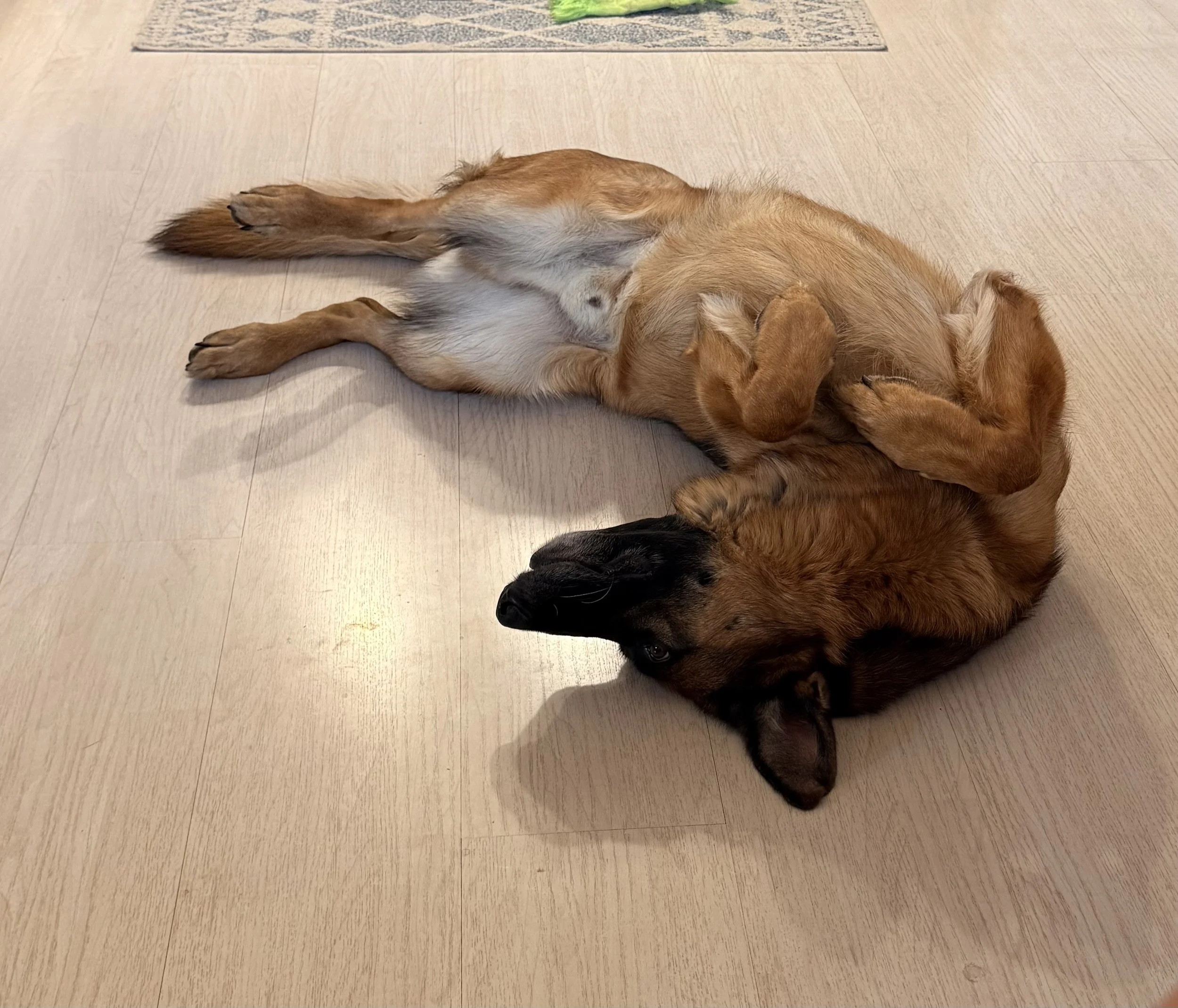 Bay dog  lying on the kitchen floor, one rolled onto his back, cuddled up while mom writes at the kitchen table in the morning.