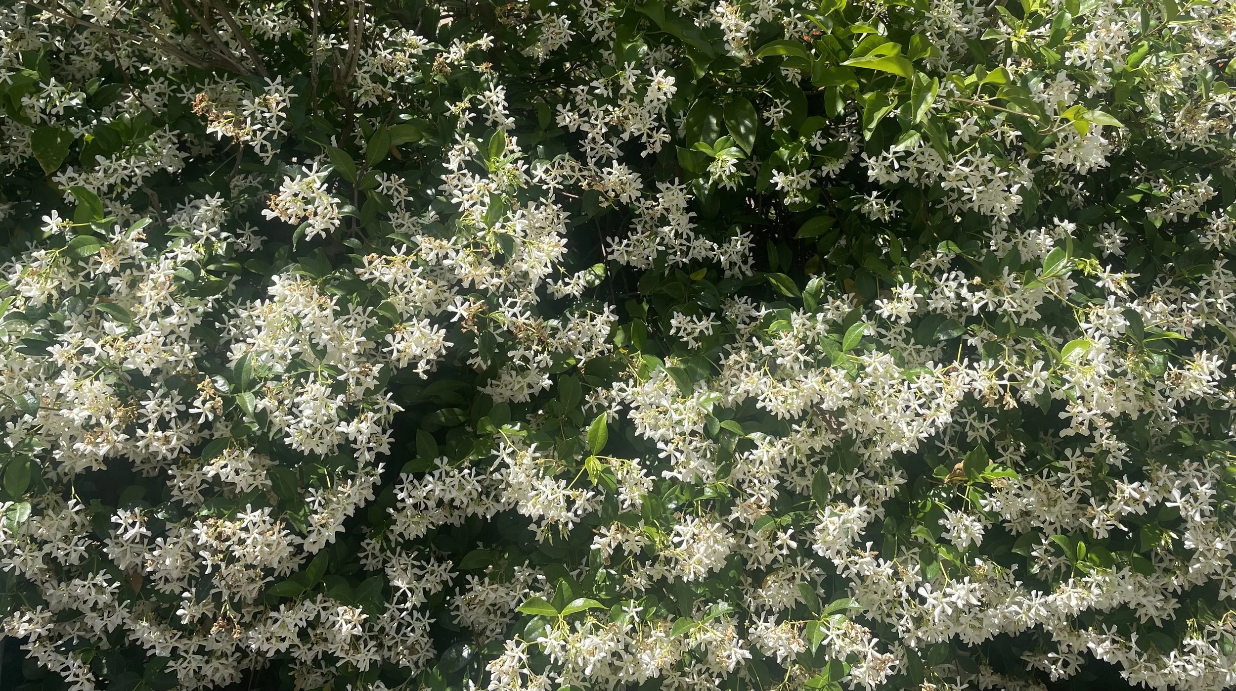 Take Your Joy Seriously