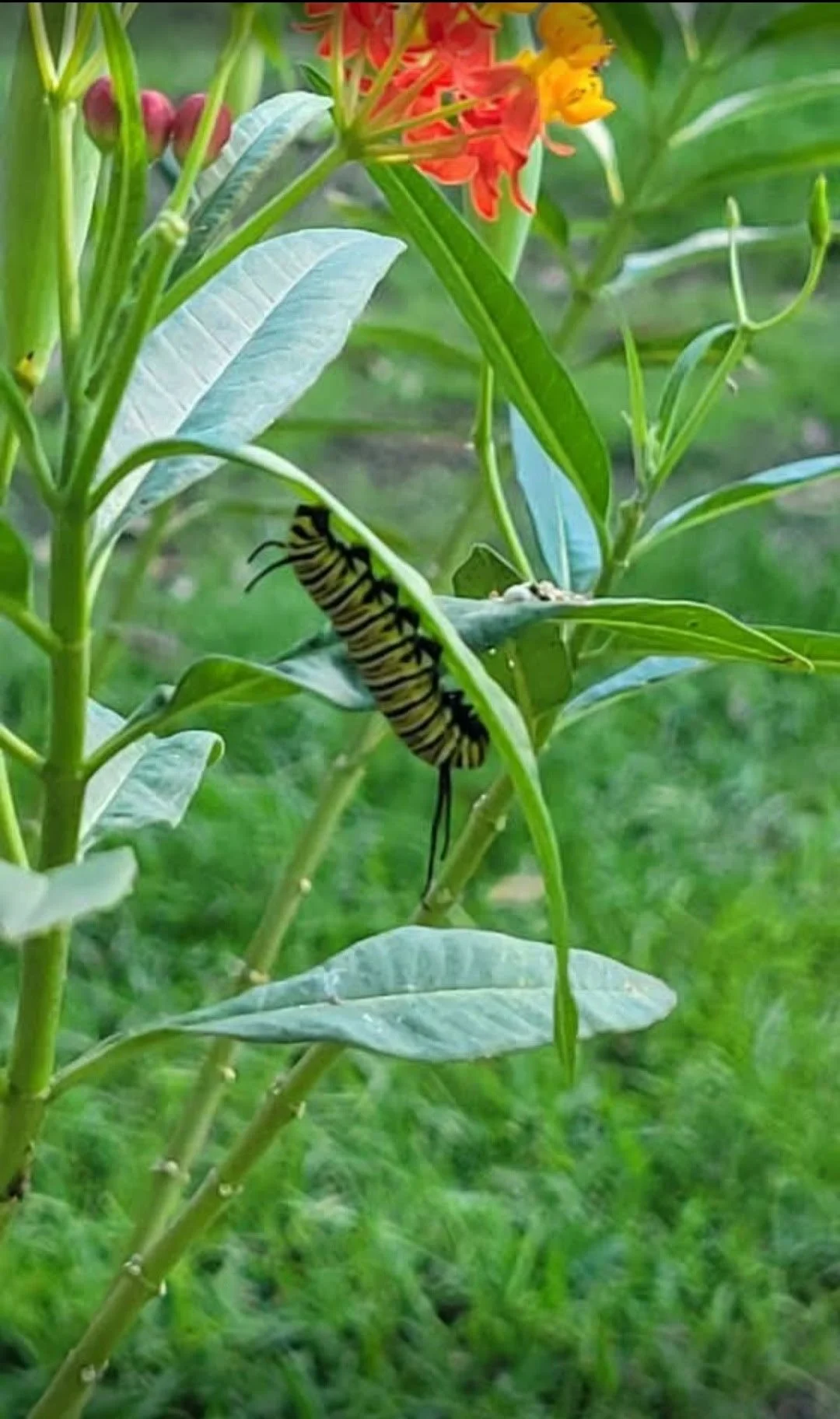 Vocational / Life Skills Support via a Garden Center