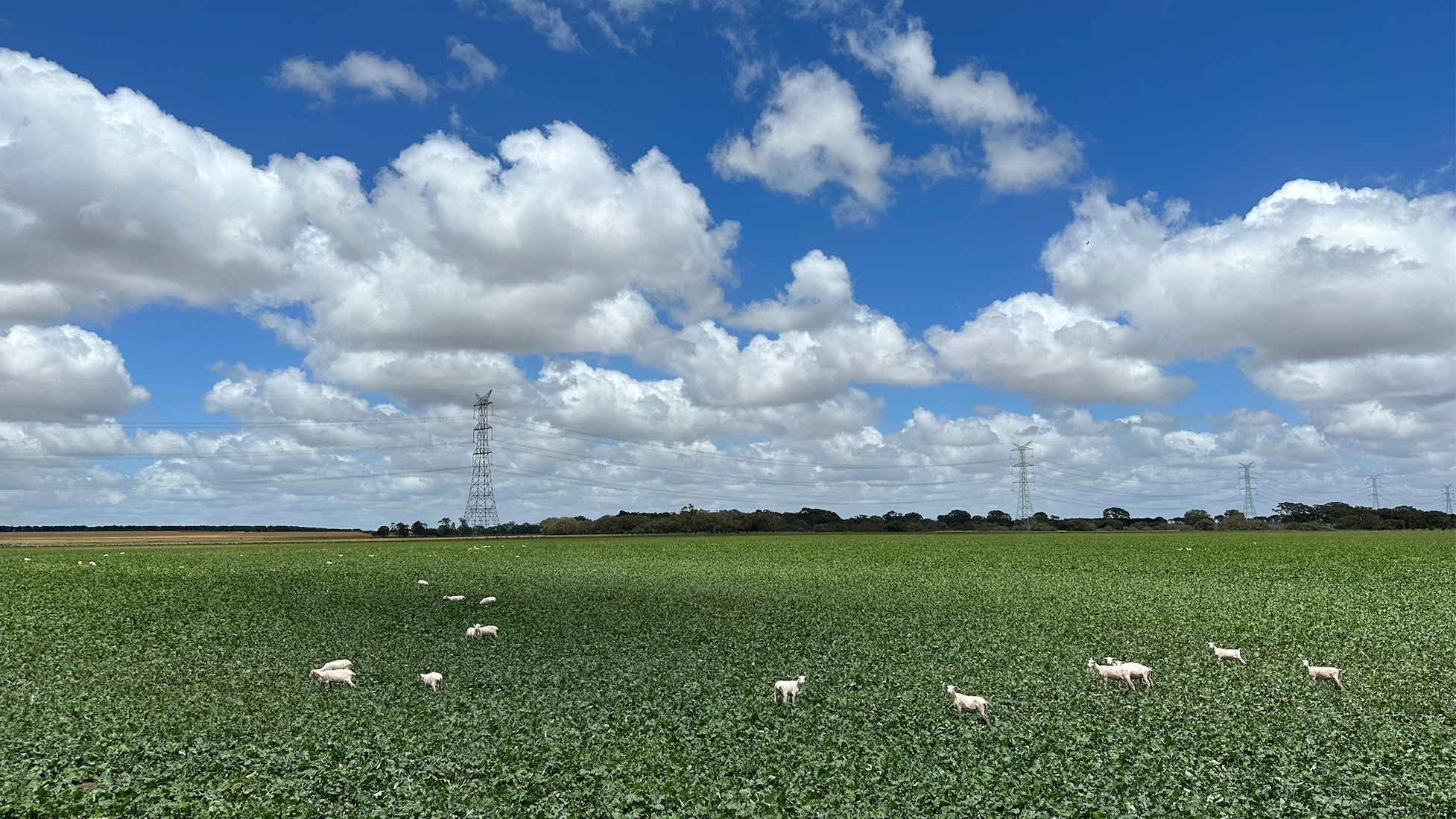 Murchs Corner landscape view 1