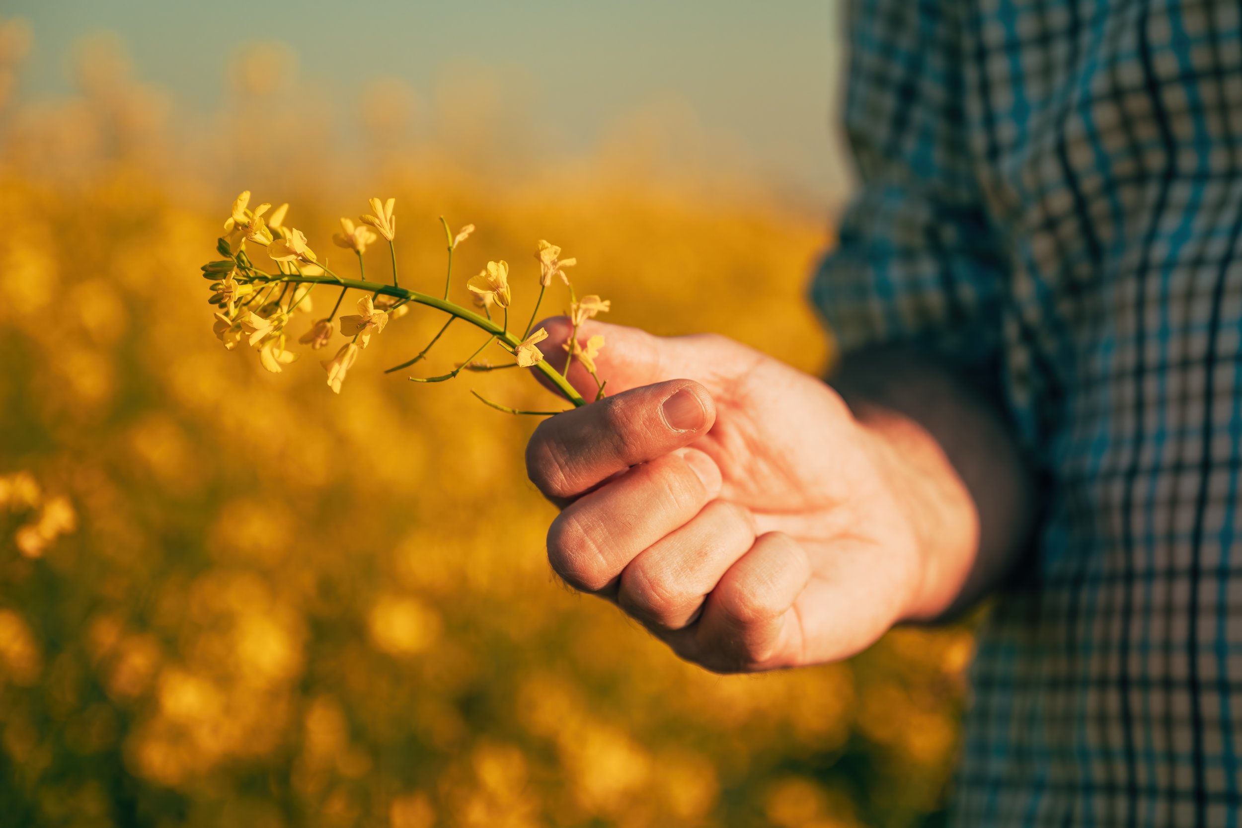 Canola farming