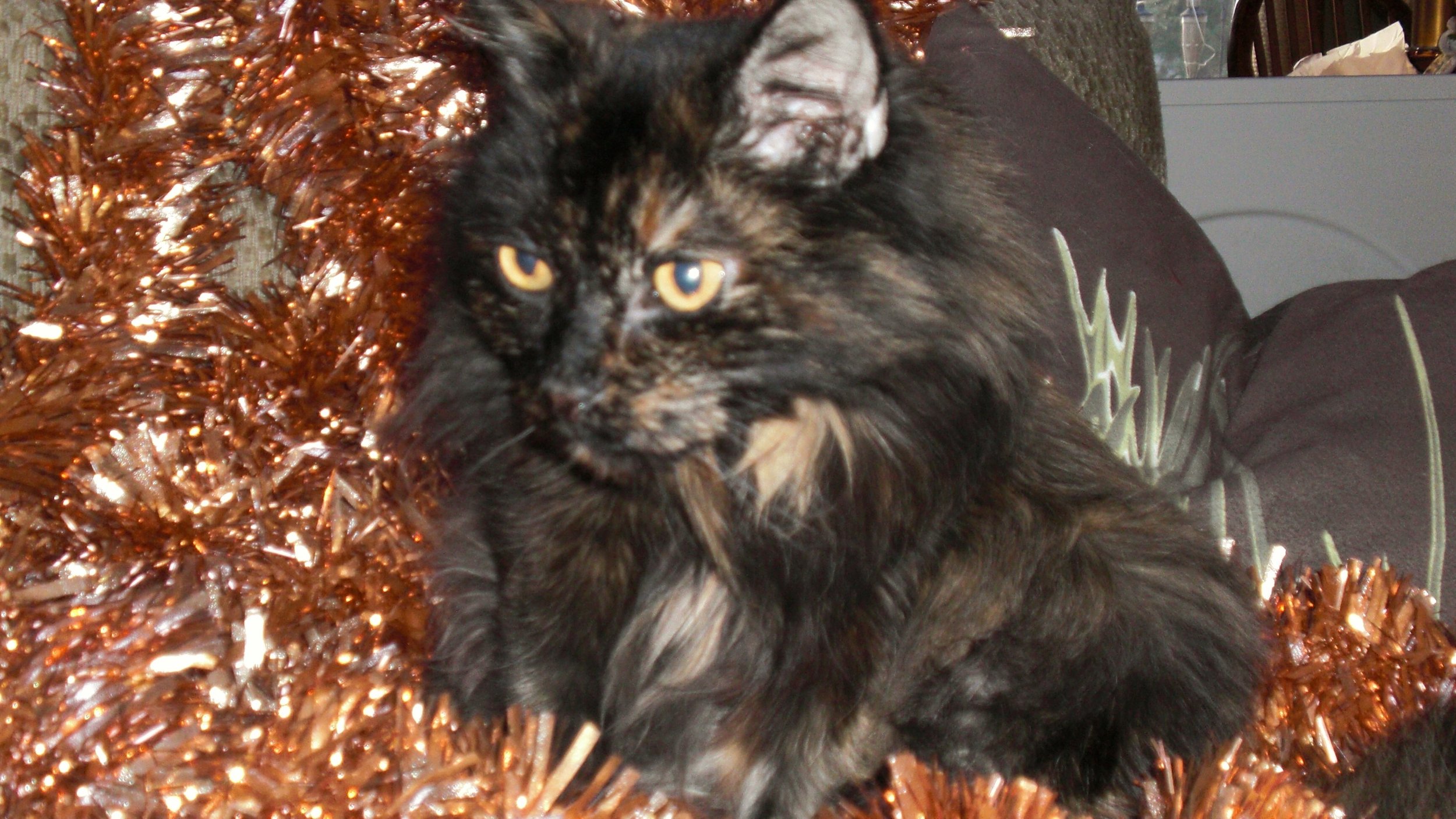 Grieving my dog that has passed, grieving my cat that has passed.