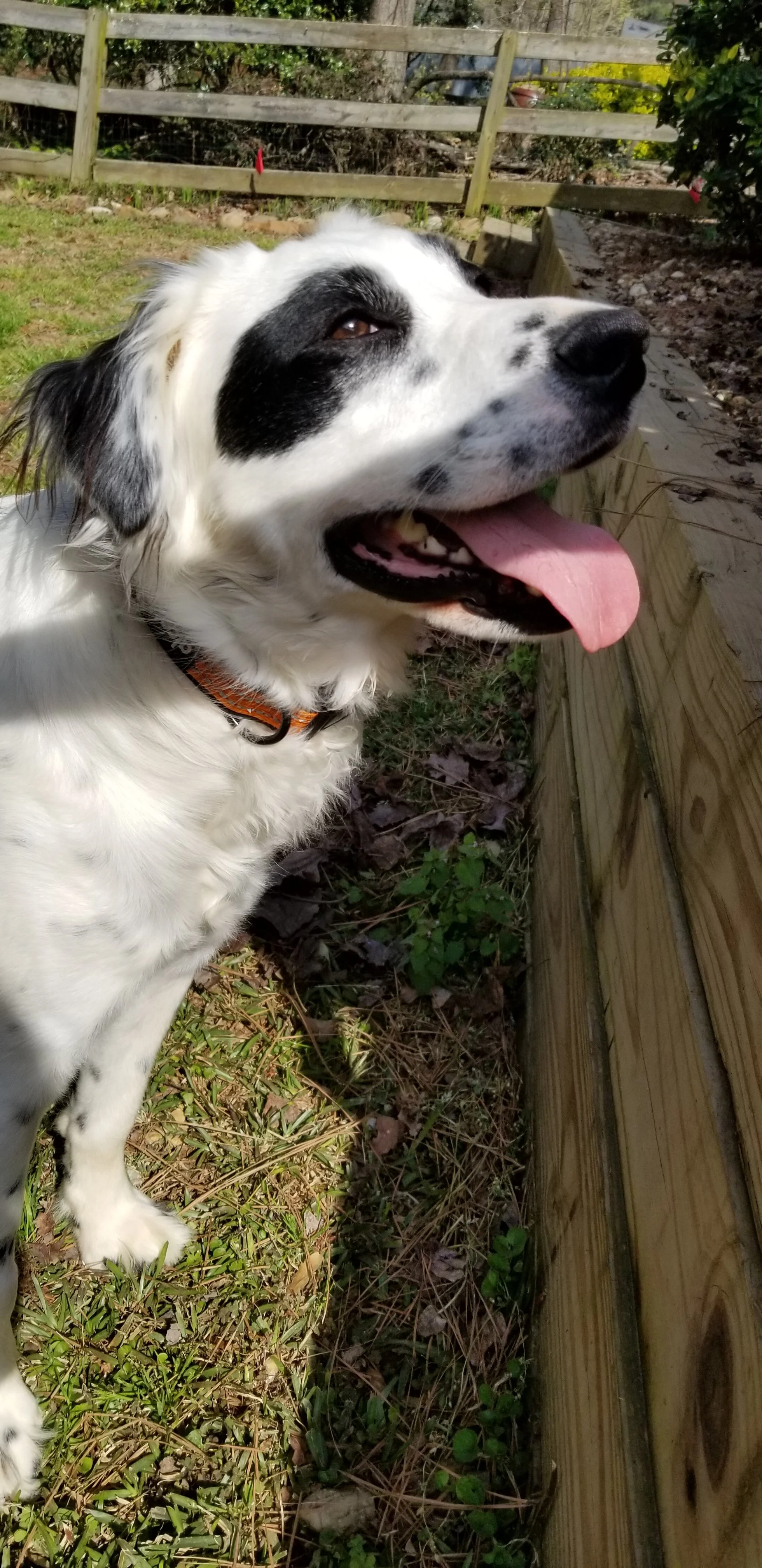 Pet Grief Support, Pet Physic, Remote animal communication