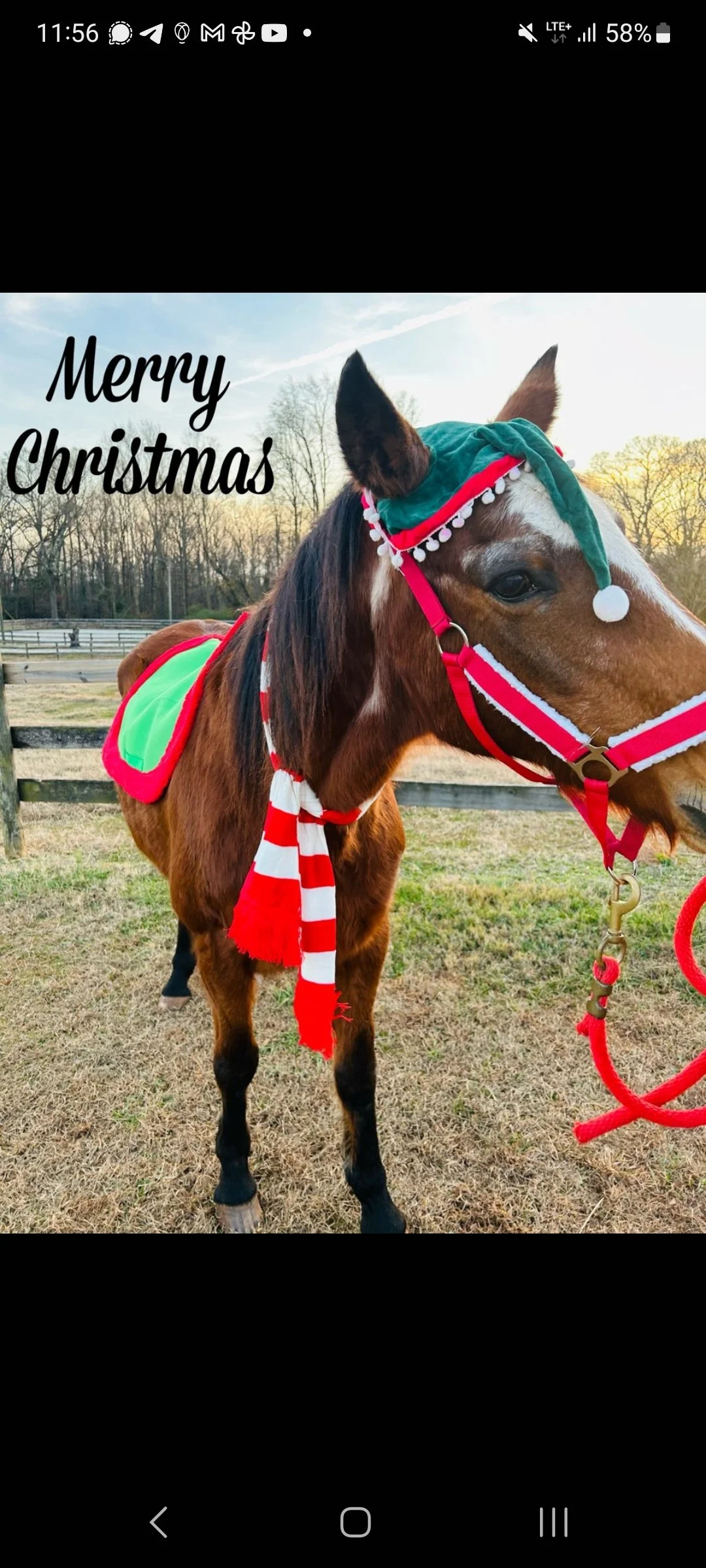 Animal Communication with Horses