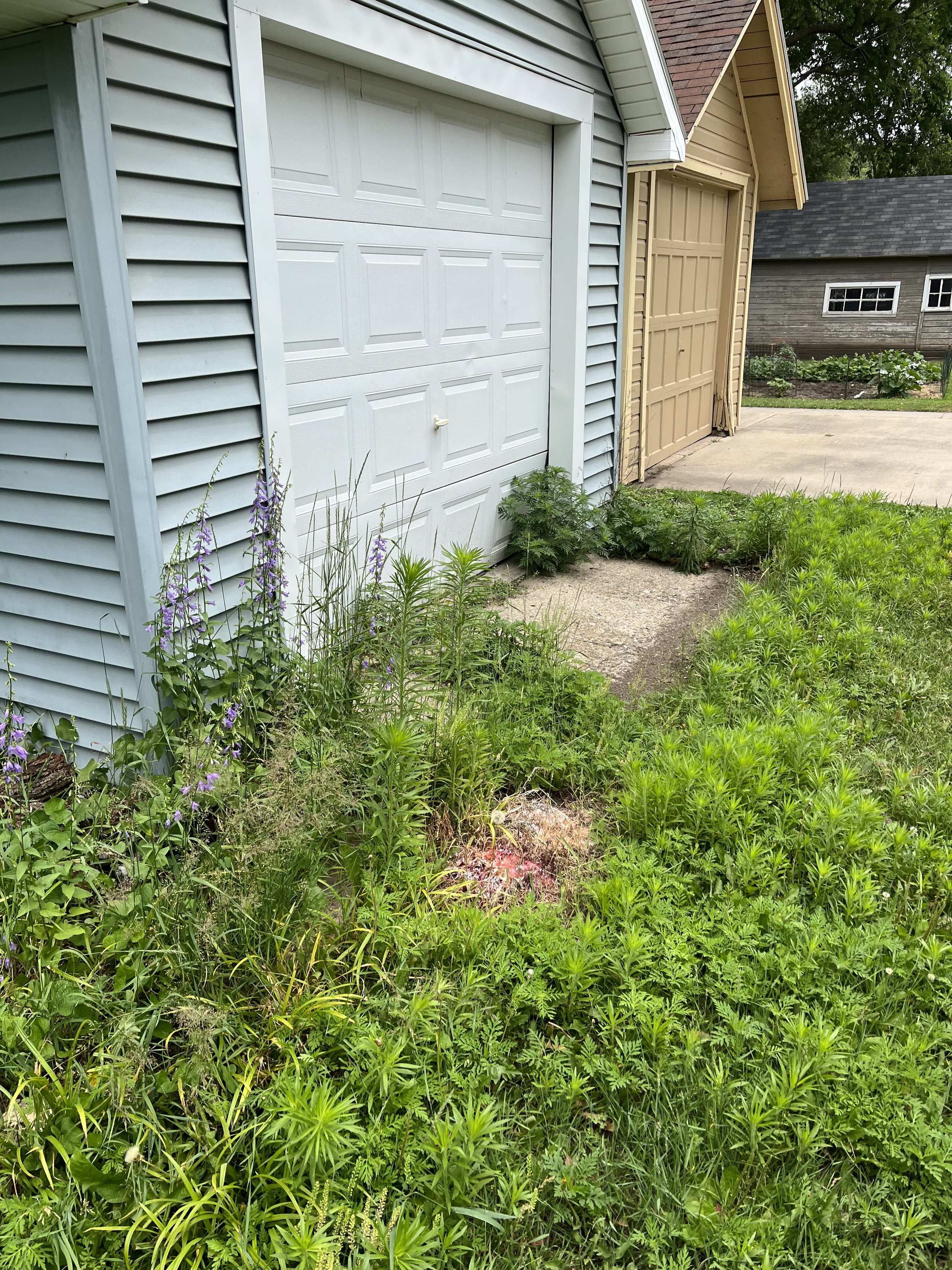 View of three garage doors on a residential building, with overgrown wildflowers and grass in the foreground