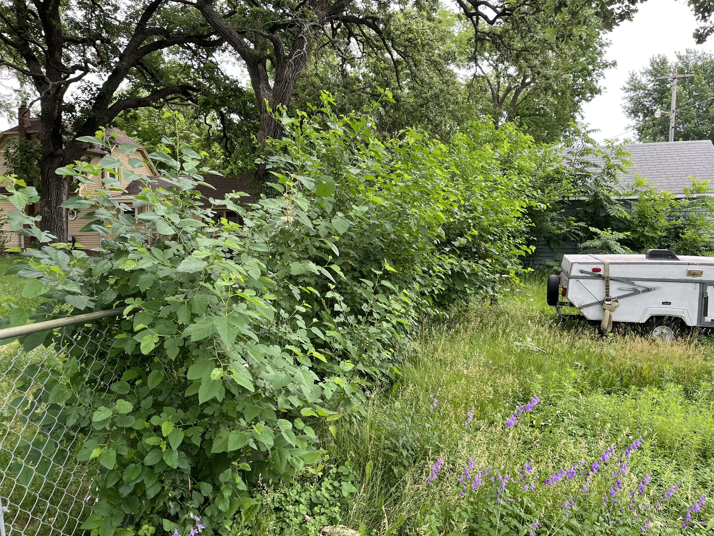 Overgrown backyard with tall green bushes, purple wildflowers, a small trailer, trees, and a chain-link fence.
