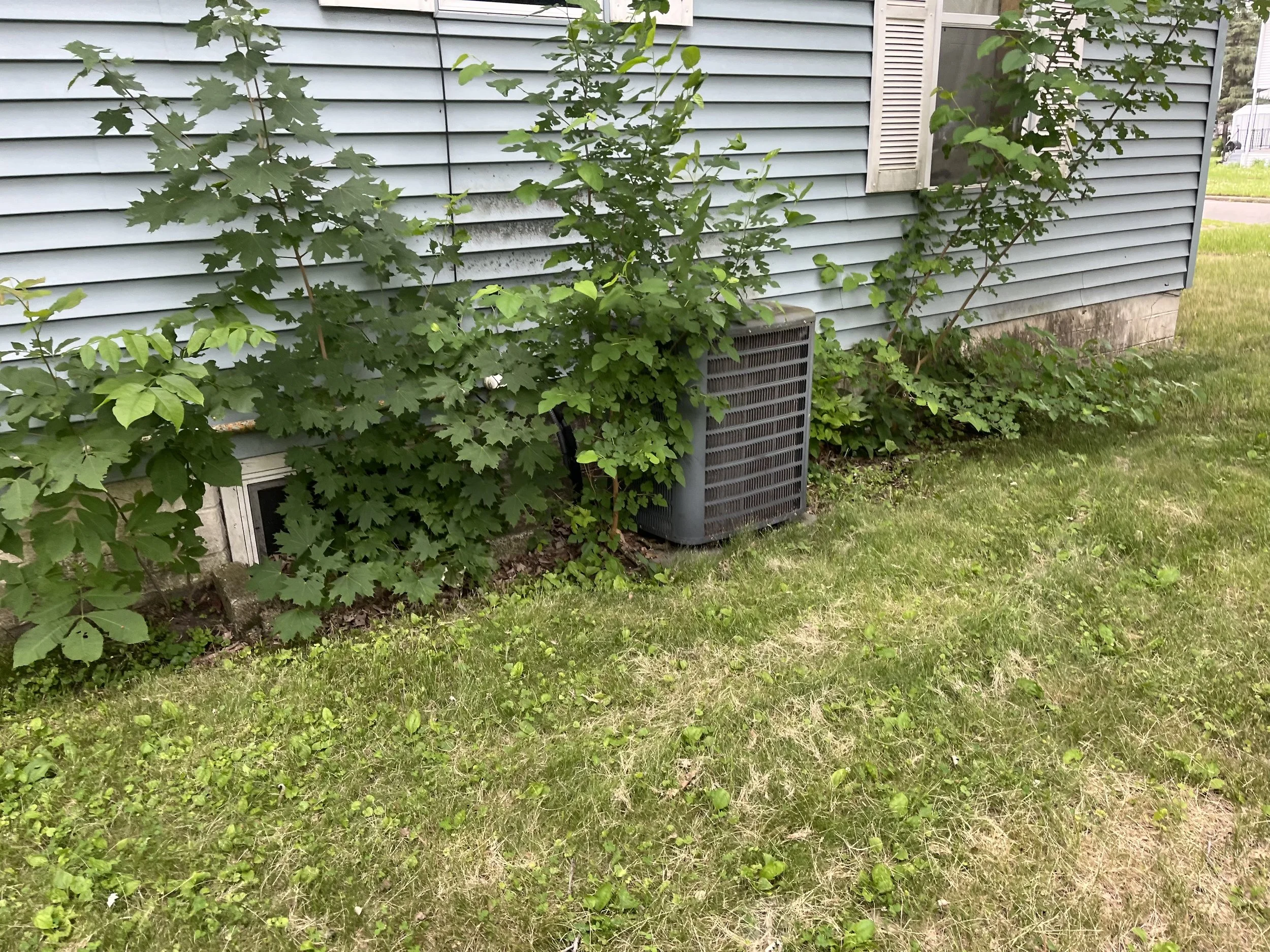 Green leafy plants growing along the side of a house with light blue siding, covering a vent and a small window, with a grassy yard in the foreground.