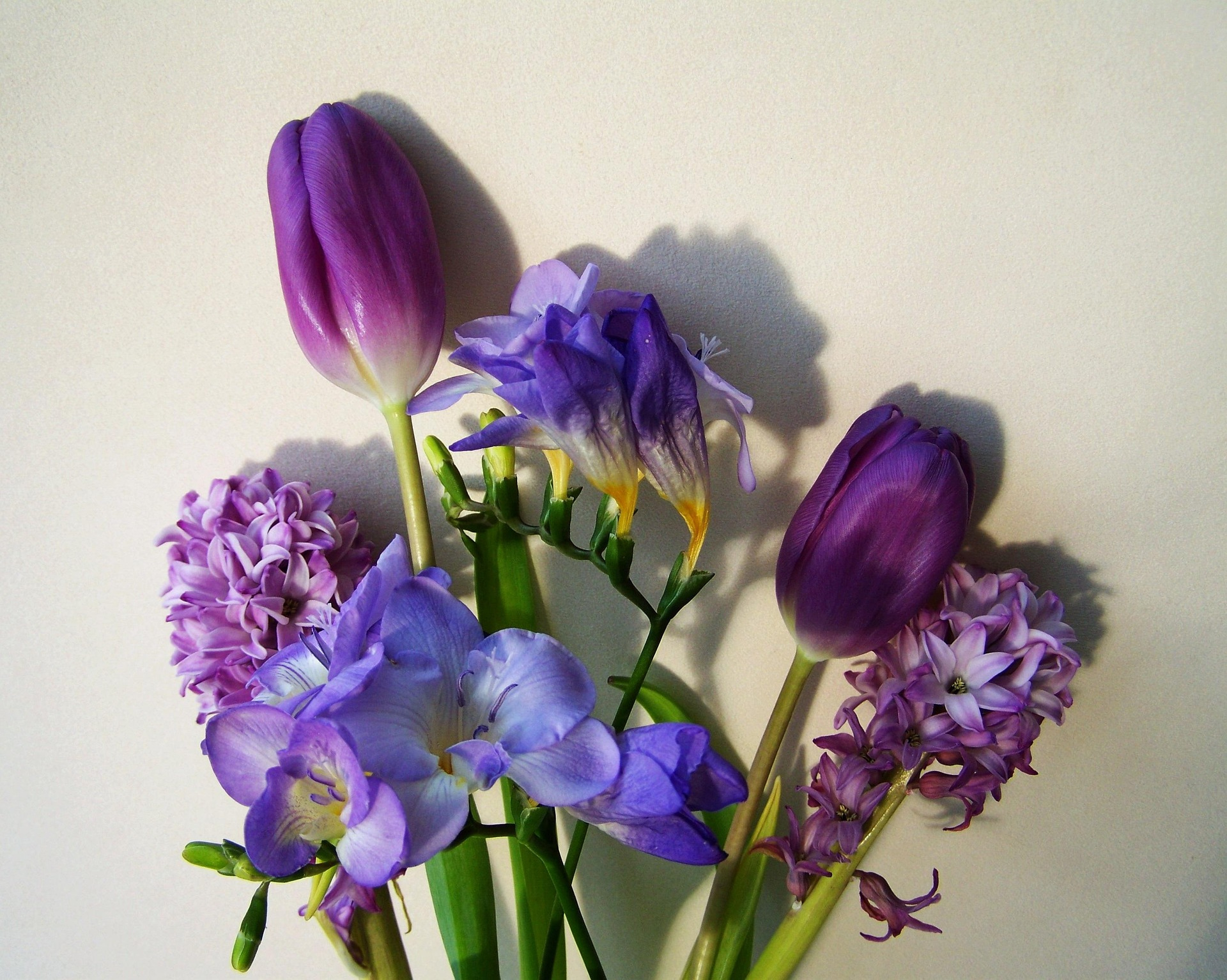 Loose Purple Flowers on a White Background