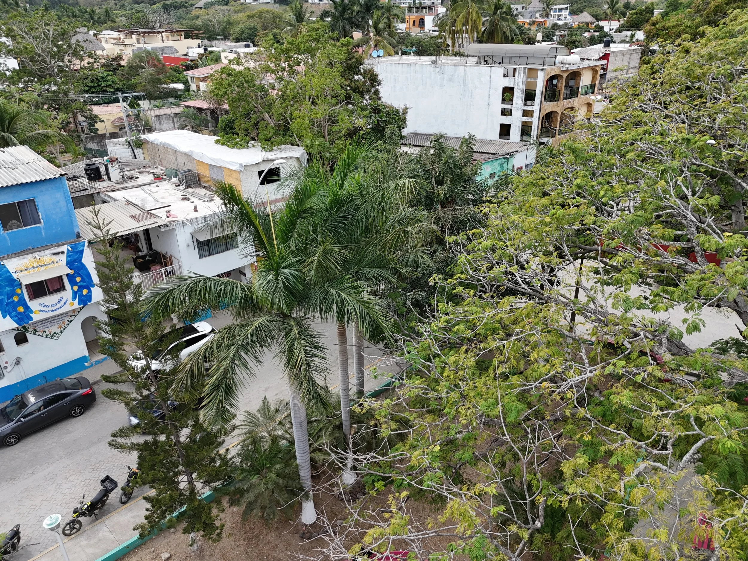Nayarit For Birdwatchers: A Guide To The State’s Avian Diversity