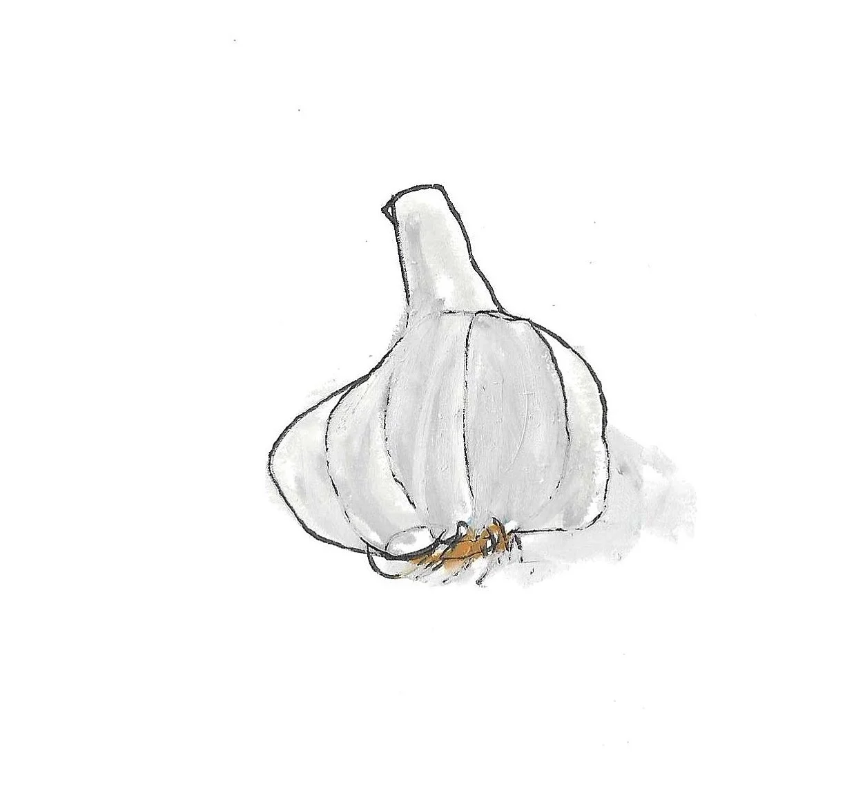 A sketch of a garlic bulb with some roots at the base, drawn in black and gray with a touch of orange-brown near the roots.
