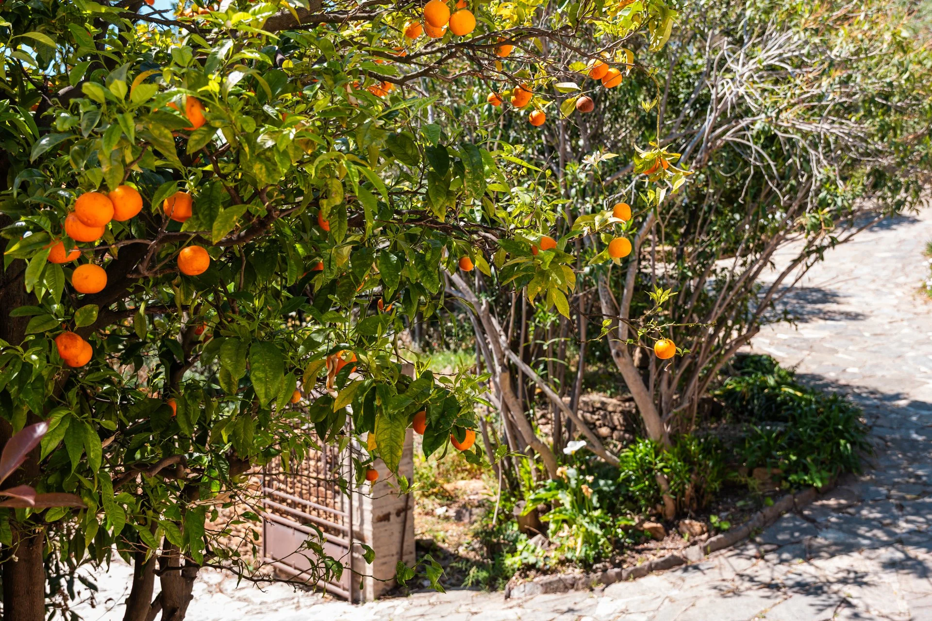 Orange fruit tree with ripe oranges hanging from branches in the garden, sunlight filtering through green leaves, and a stone-paved pathway beside it.
