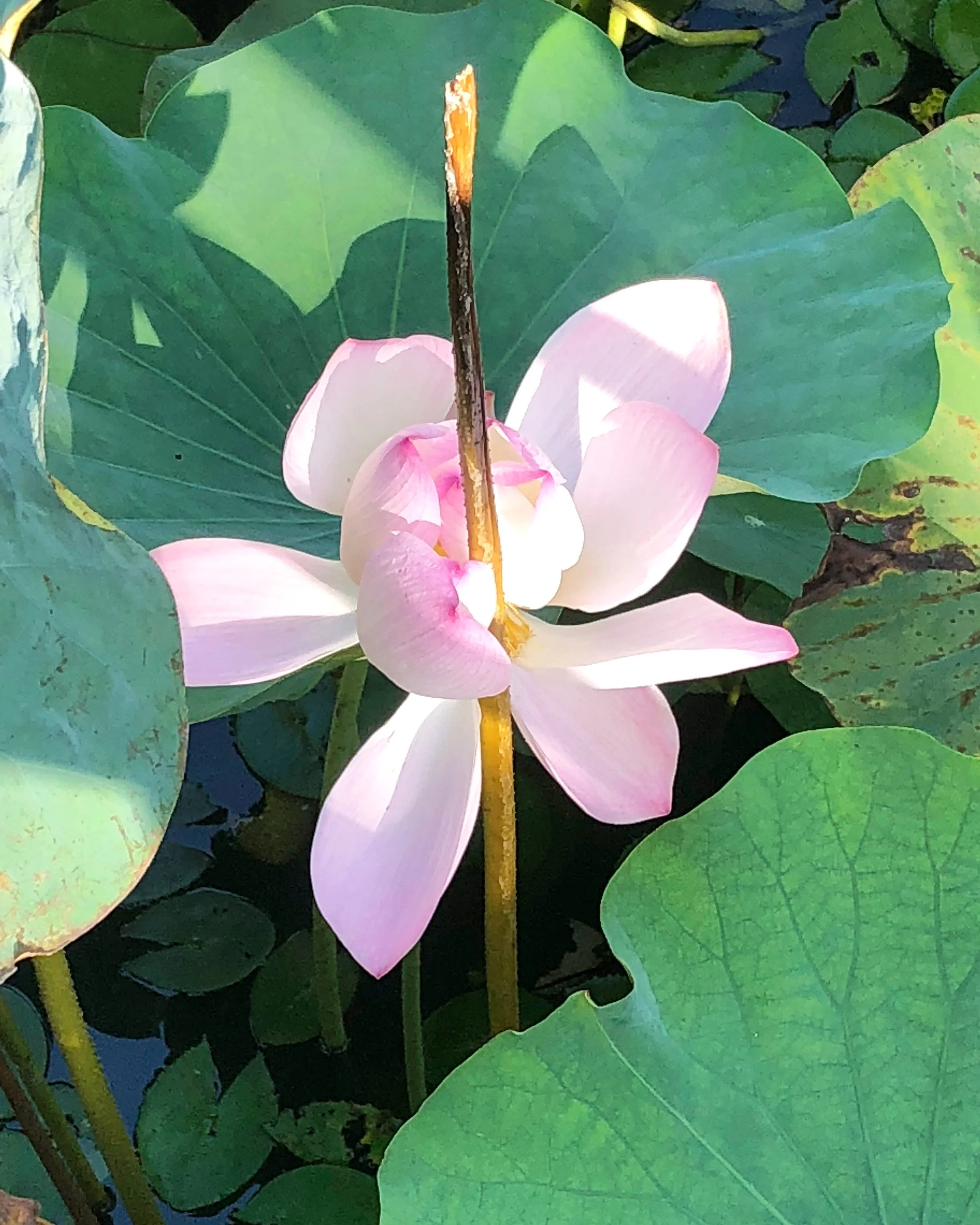 Spice Farm | Botanical Garden