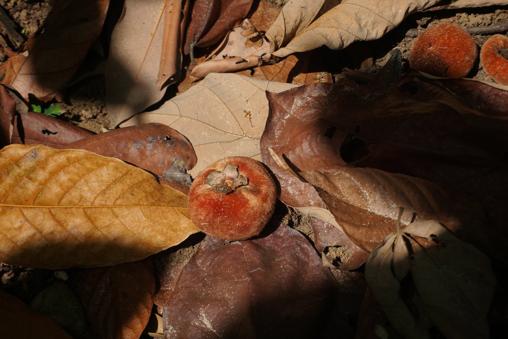 D9FA5668-79B6-4878-AD3E-2A43A0BE9120 2.JPG