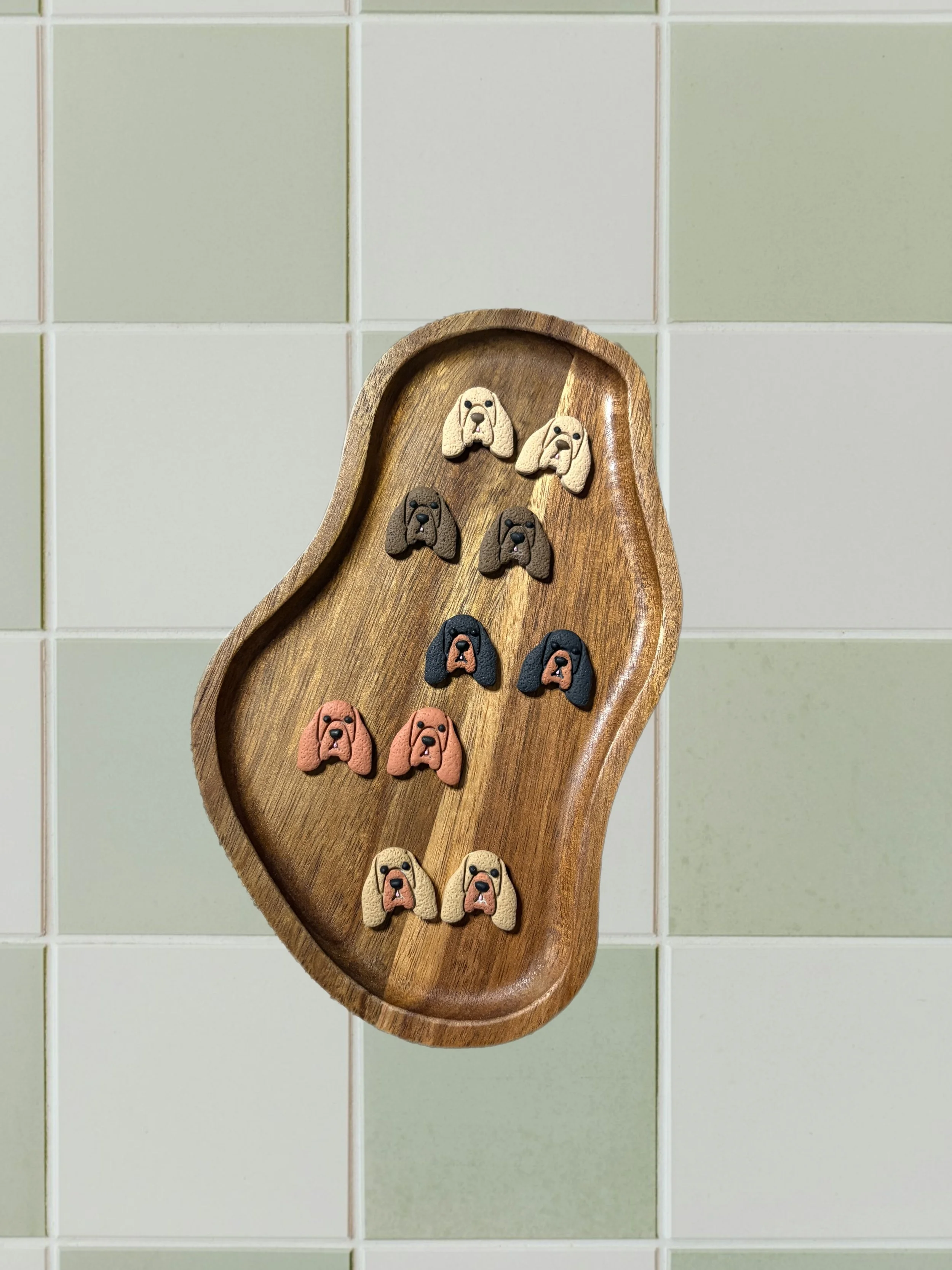 Bloodhound / Bassett Hound Studs