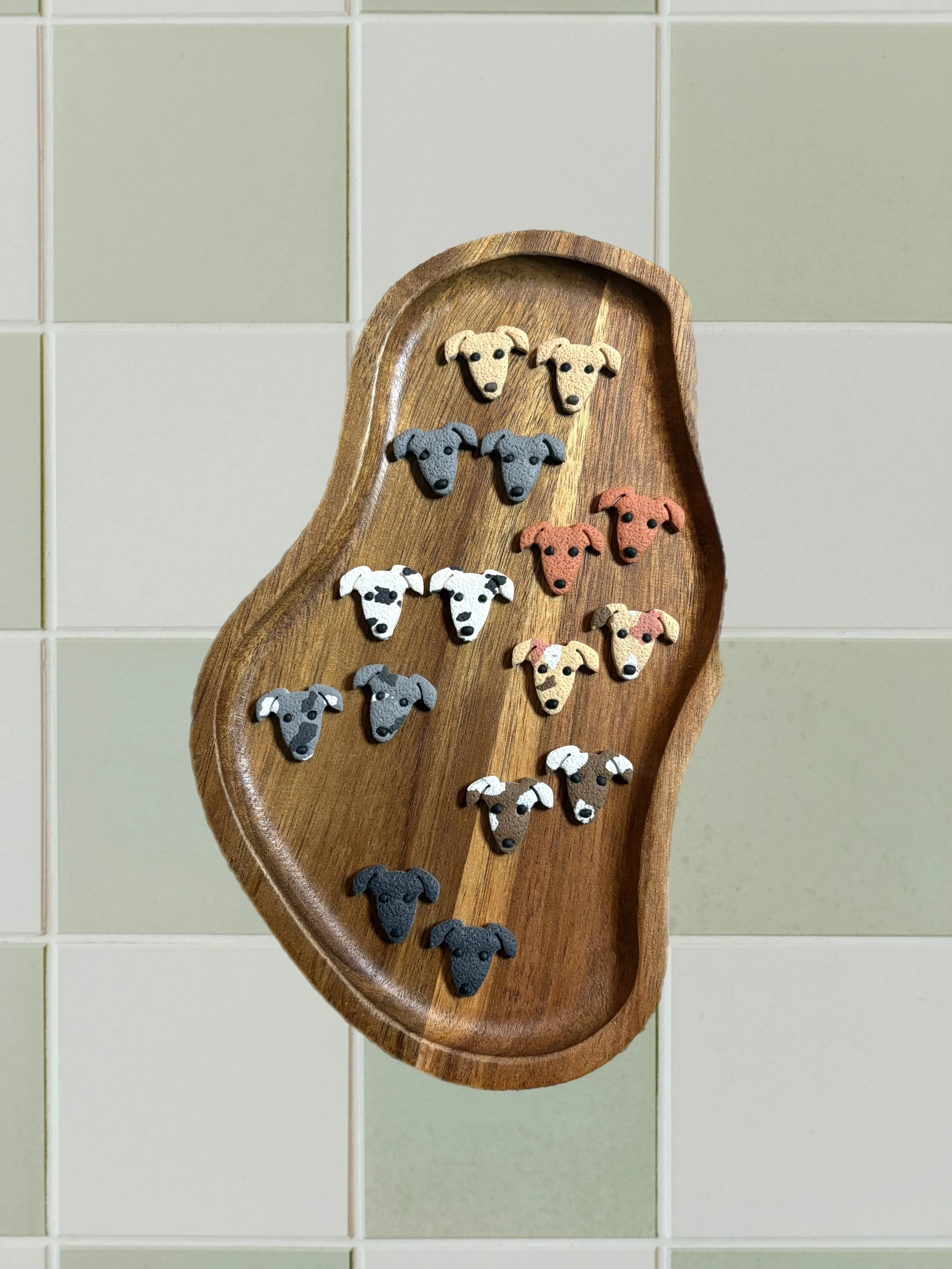 Italian Greyhound / Whippet Studs