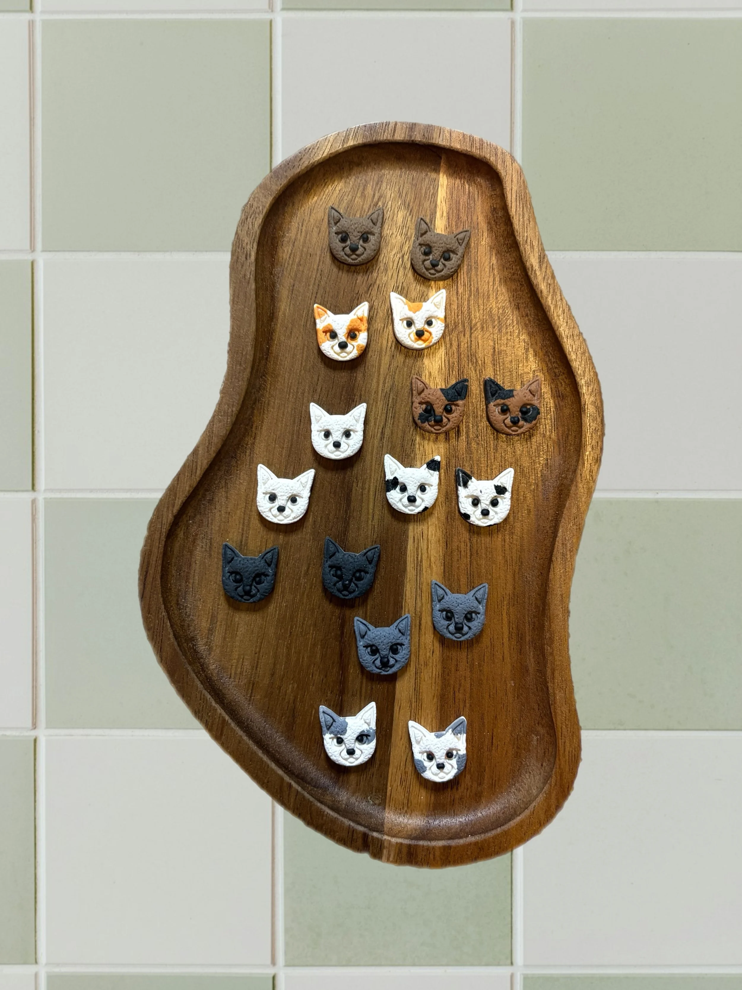 Domestic Short Hair Cat Studs
