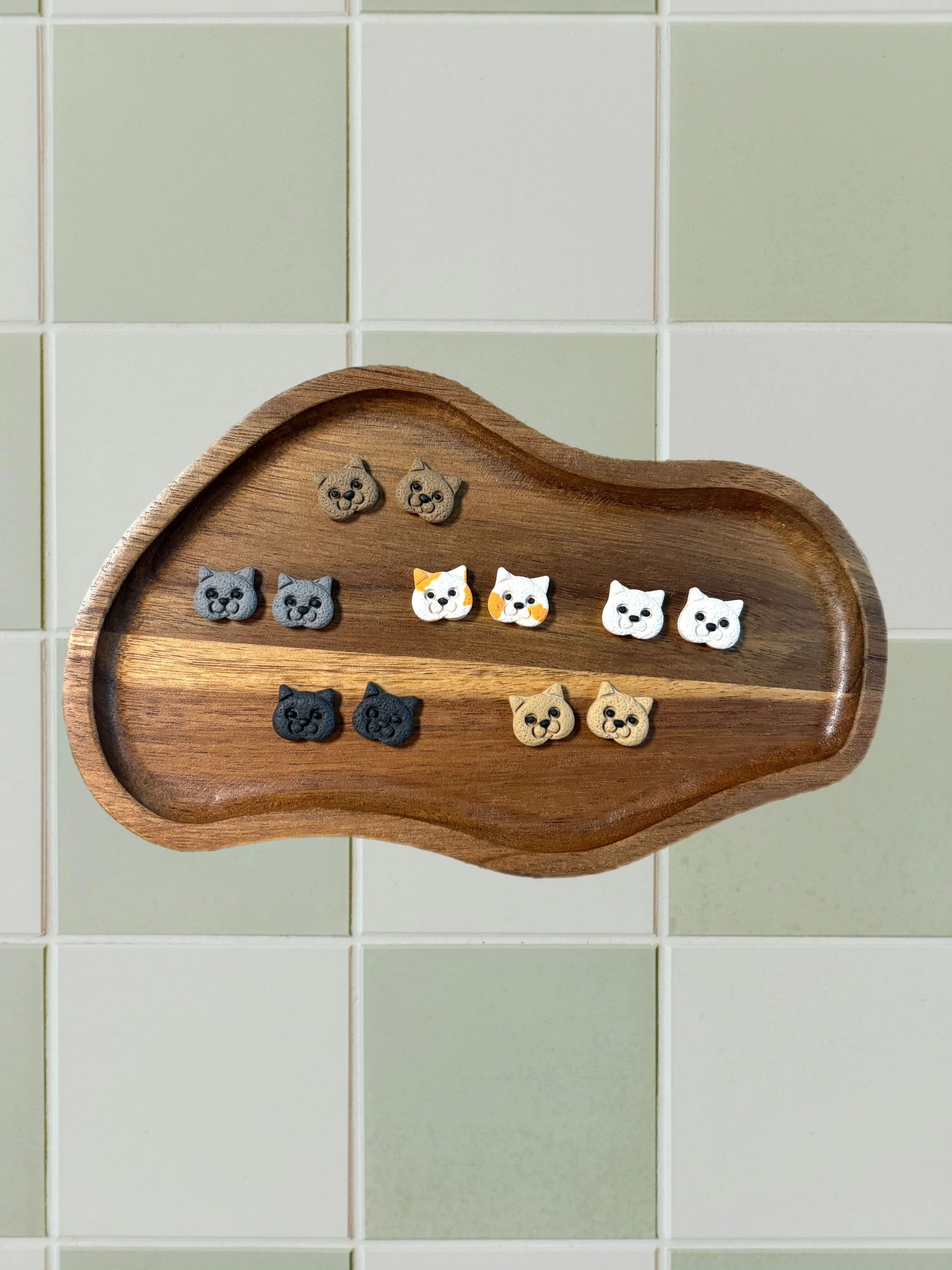 British Shorthair Cat Studs