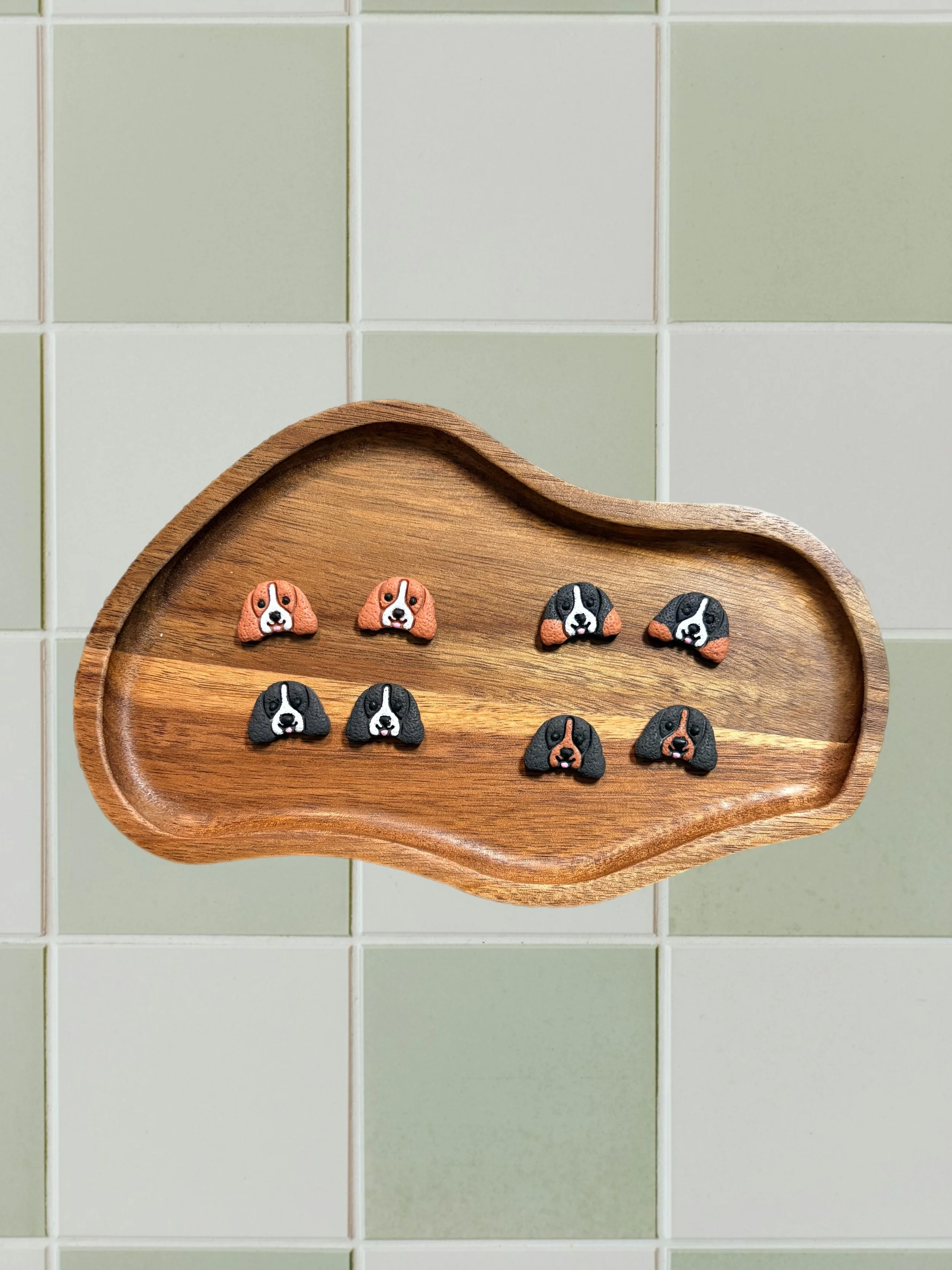 Cavalier King Charles Spaniel Studs