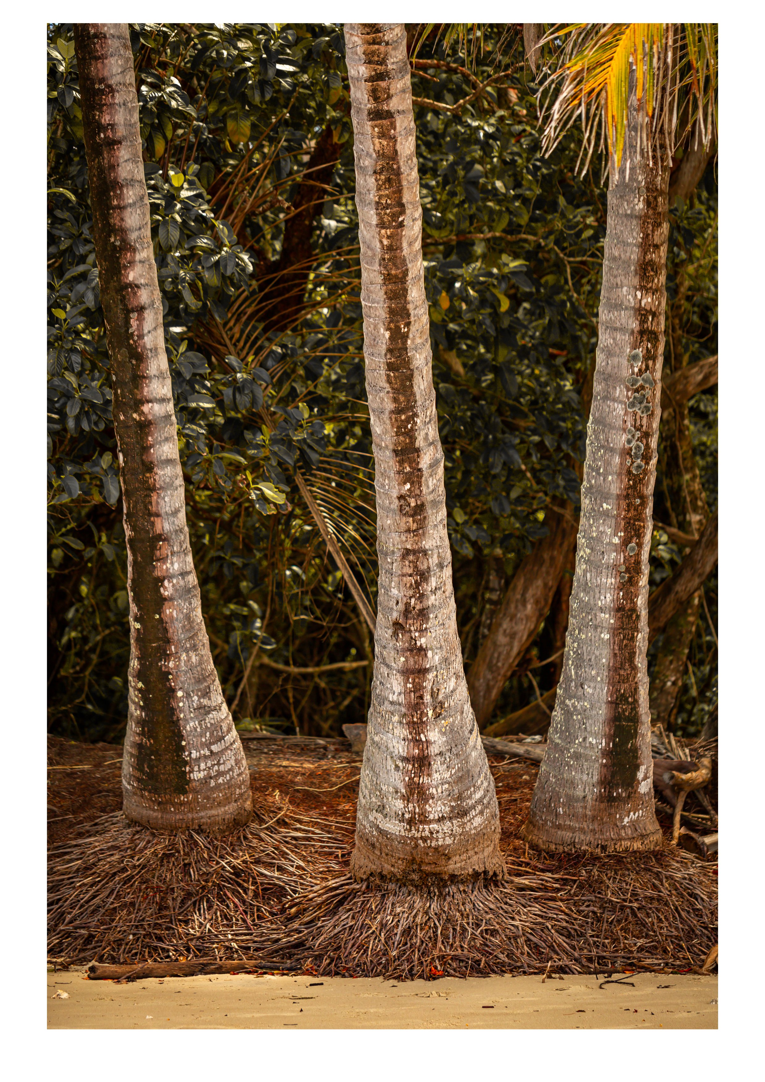 PDPALMS_6.jpg