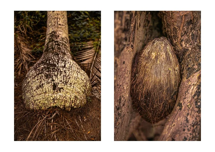 PDPALMS_2.jpg