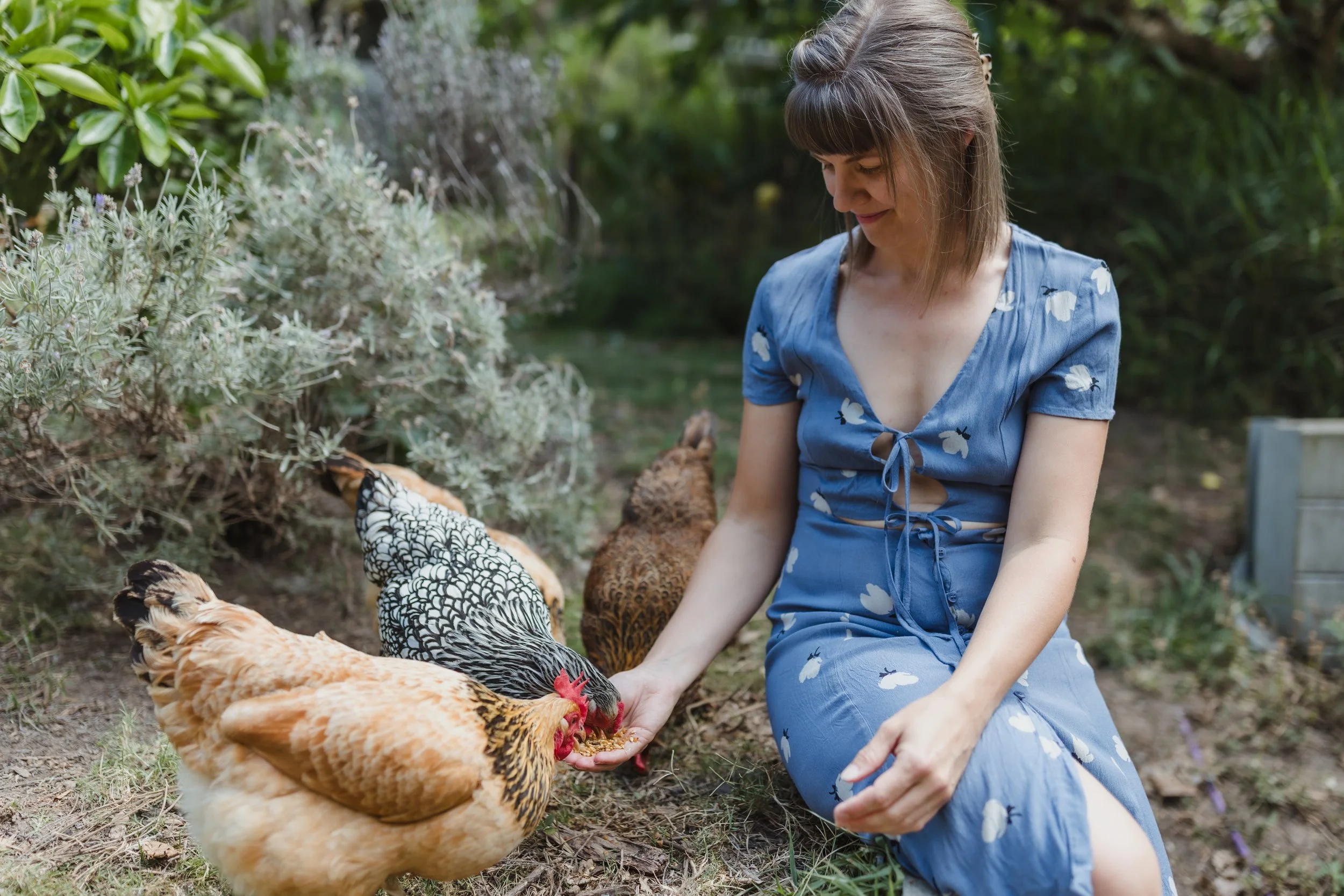 A woman wearing a blue dress feeding chickens outdoors in a garden with green plants.