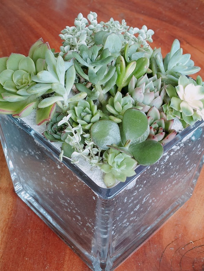 Square Succulent Arrangement