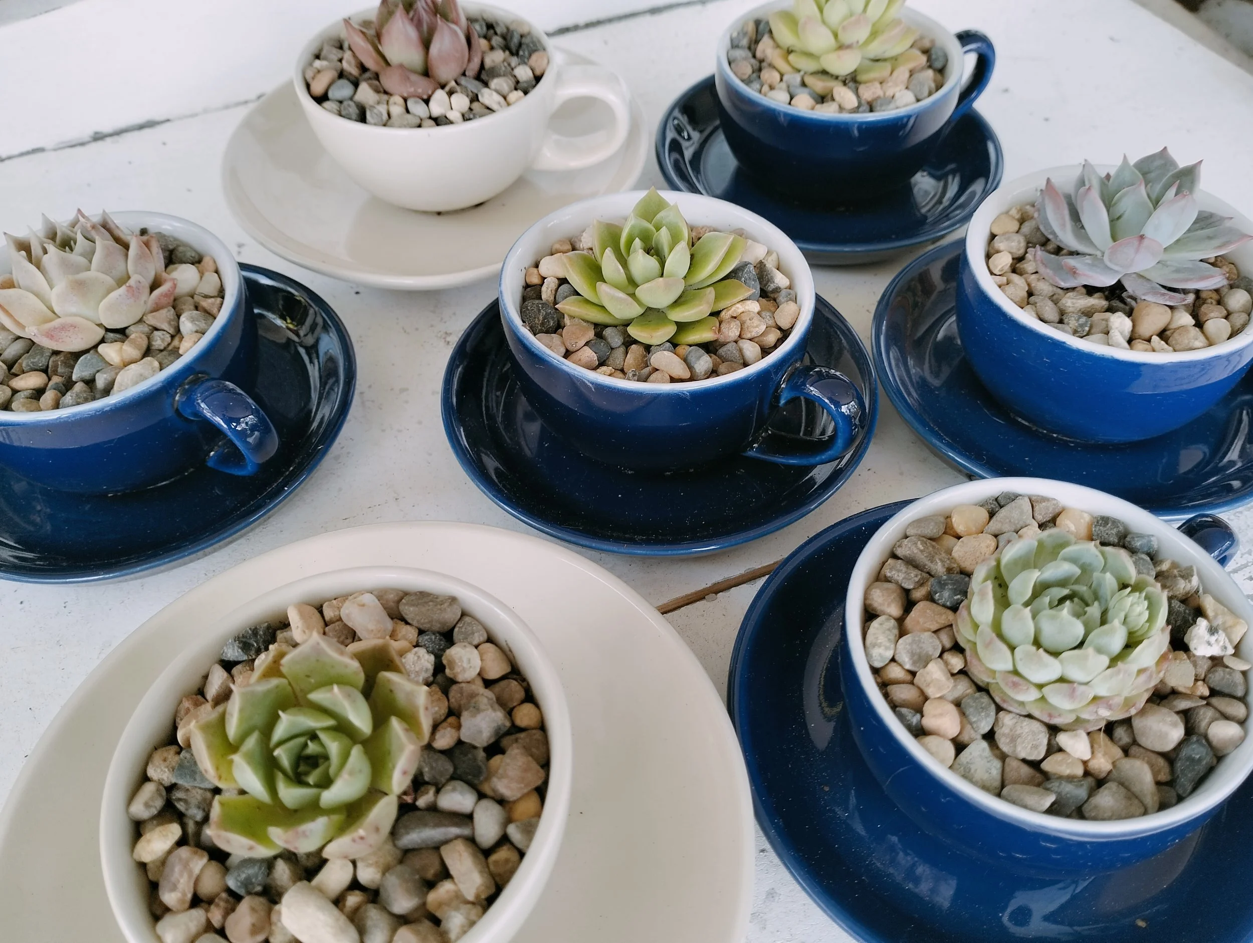 A collection of potted succulents in ceramic cups and saucers on a white table, with each pot filled with small stones.
