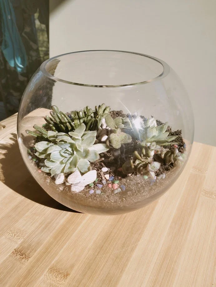 Medium Terrarium - 20cm