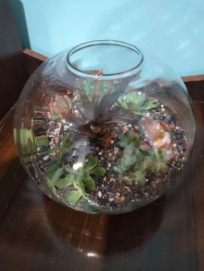 Large Terrarium - 24cm