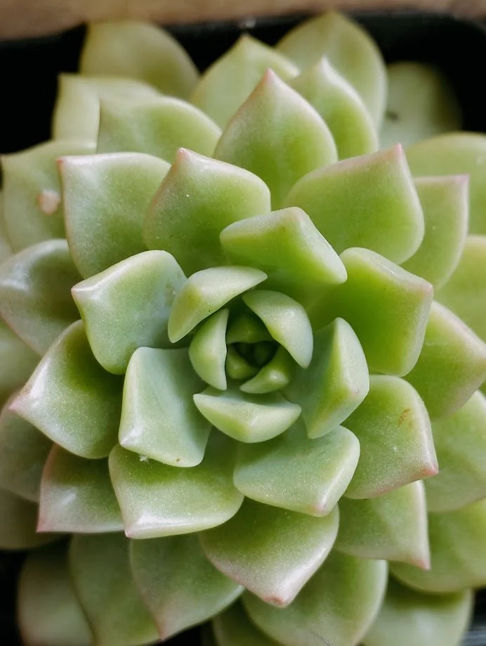 Close-up of a green succulent plant with fleshy, pointed leaves.
