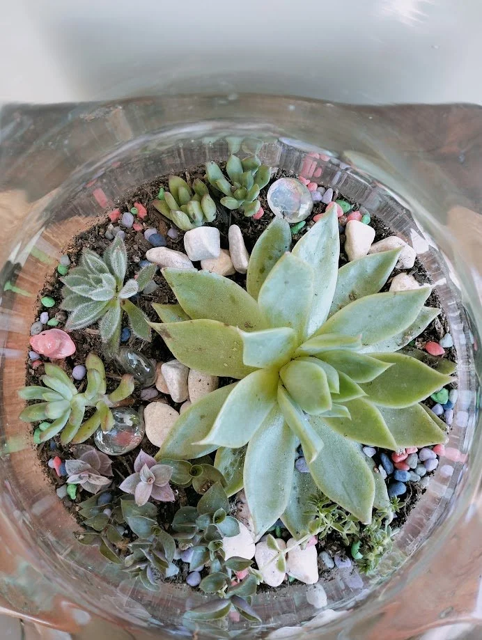Medium Vase Terrarium - 16cm