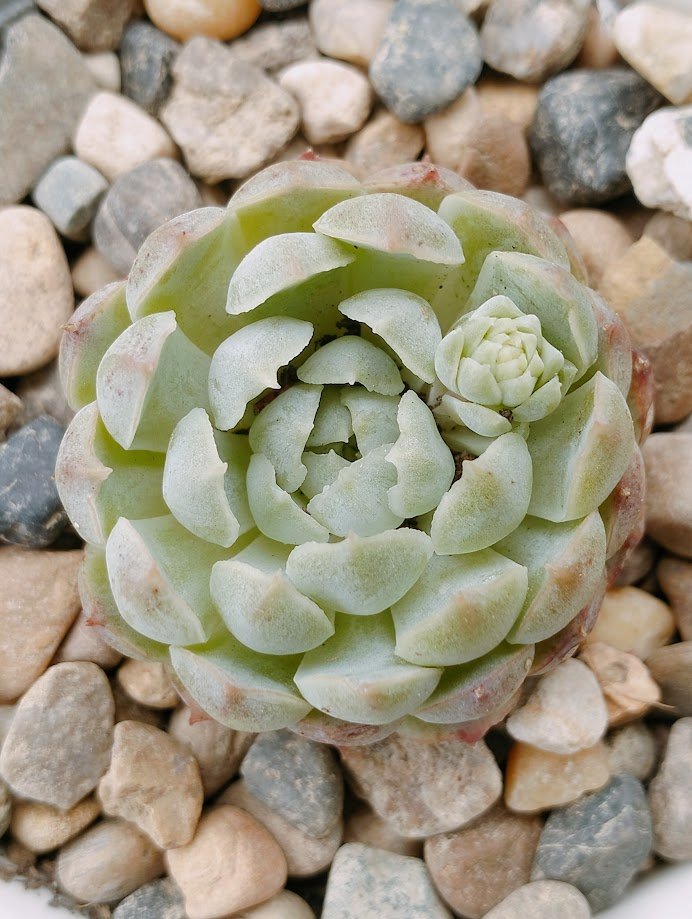 Close-up of a pale green succulent plant with rosette-shaped leaves, surrounded by multicolored small rocks.