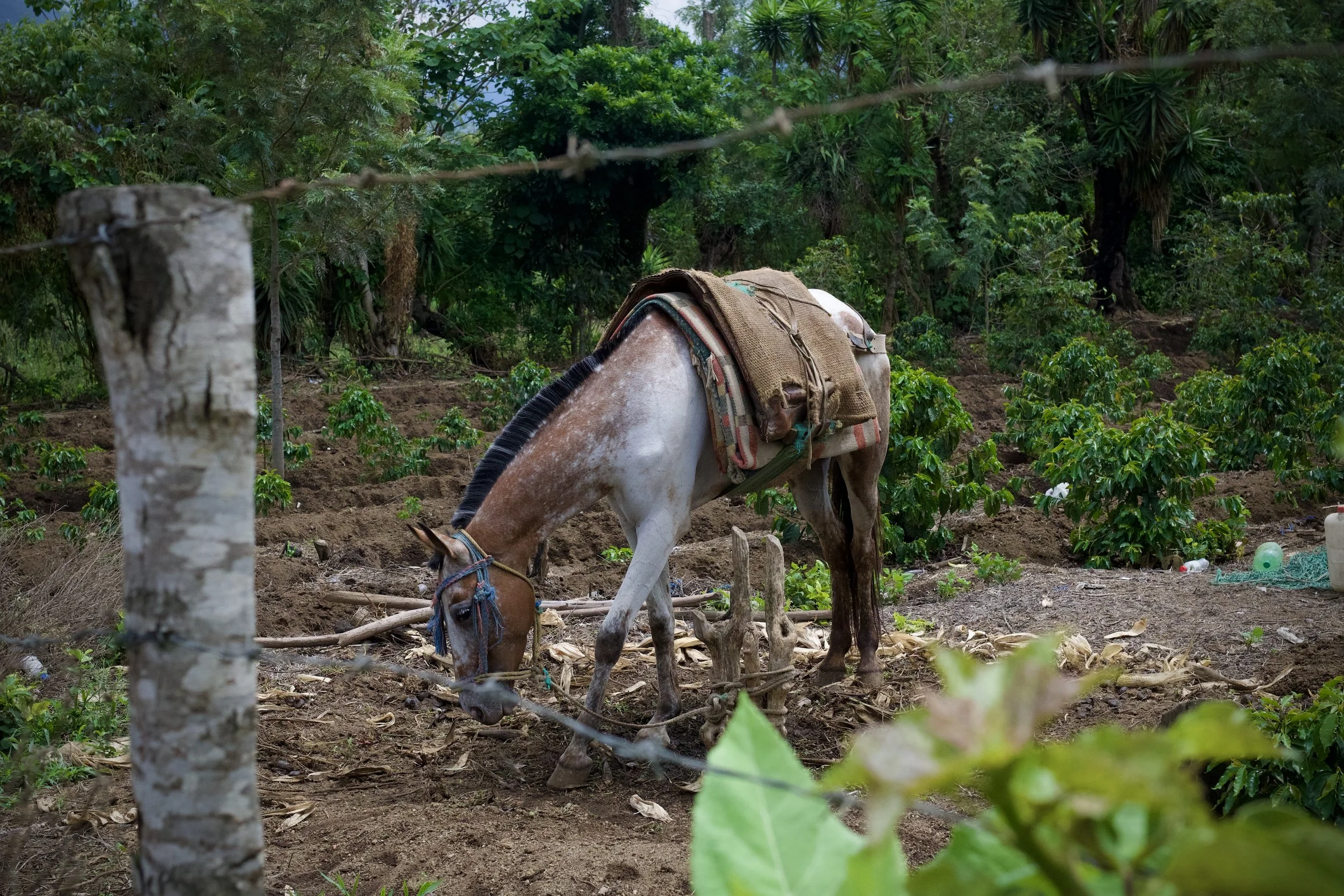 DSC_9776.jpeg