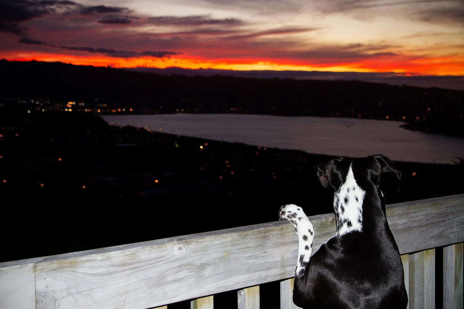 Doncaster Heights overlooking Porirua, (my Maggie loved a good view too), New Zealand