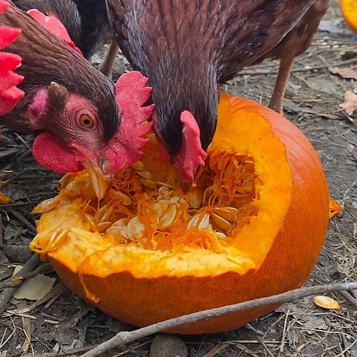 chickens_eating_pumpkins%2Cma%2C1101.jpg