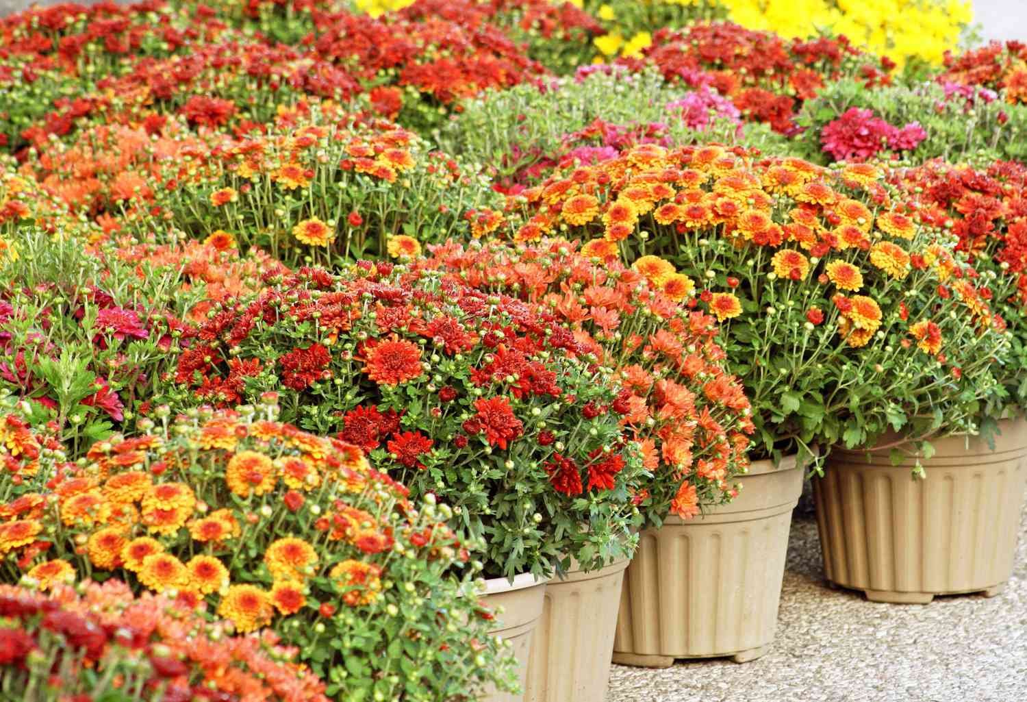 Potted mums
