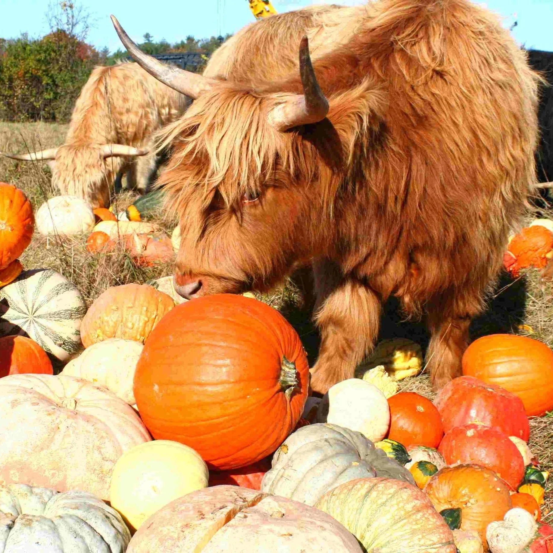 Pumpkin/gourd, hay and straw removal service