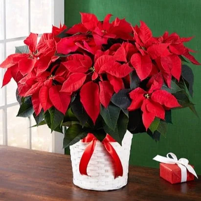 traditional-poinsettia-large-5bff1306d4401.425.jpg