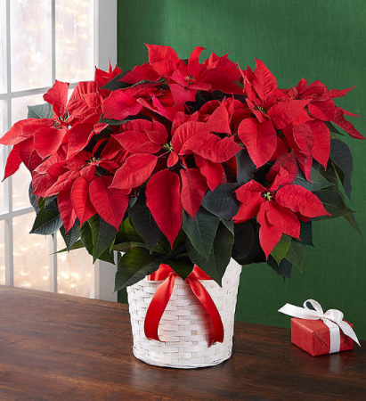 Large Red Poinsettia