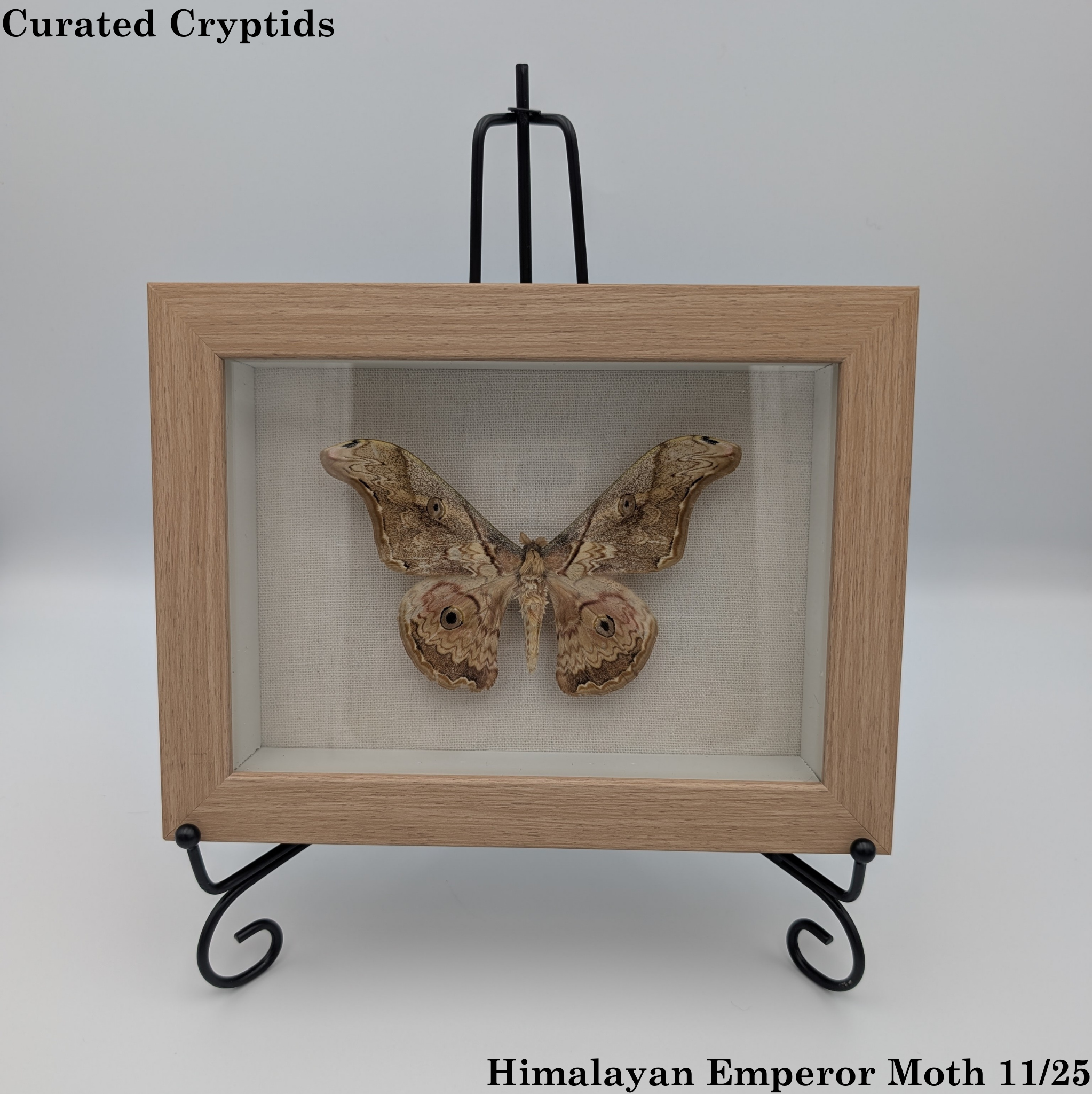 Himalayan Emperor Moth