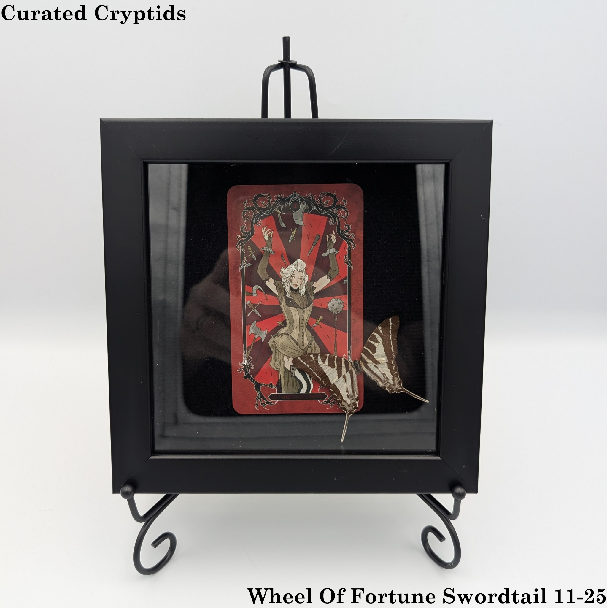 Wheel Of Fortune Swordtail