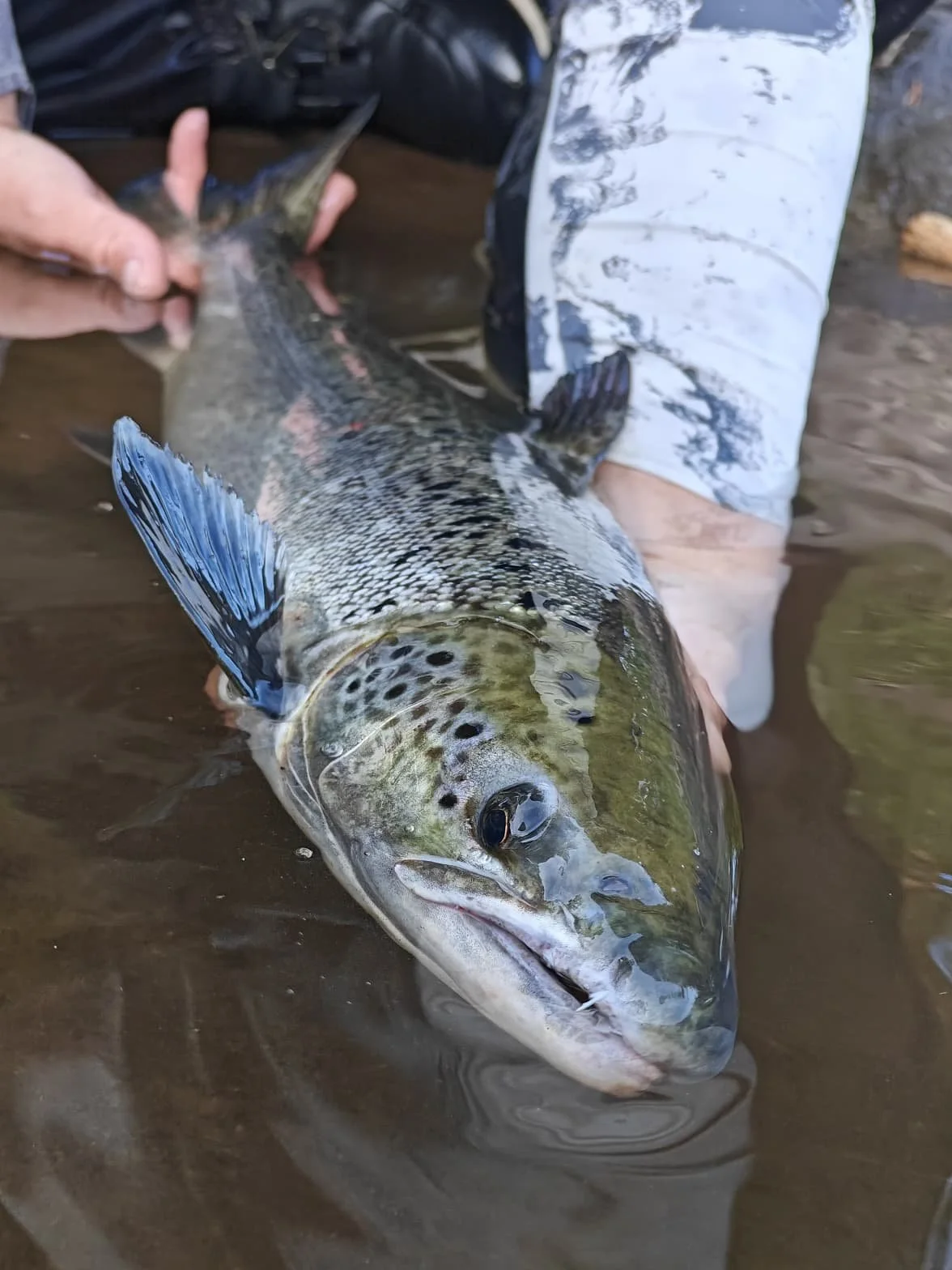 pêche saumon mouche laponie suédoise, salmon fly fishing swedish lapland